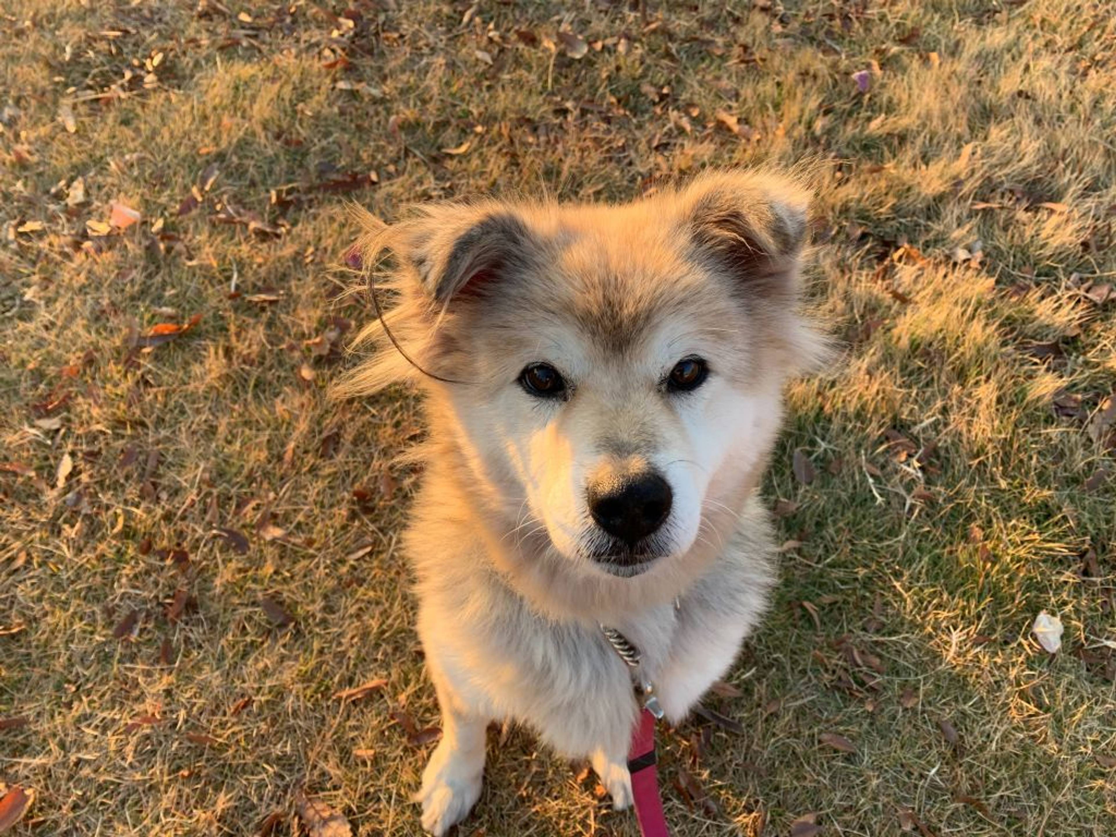 雑種（ミックス犬）・メスの里親募集の写真