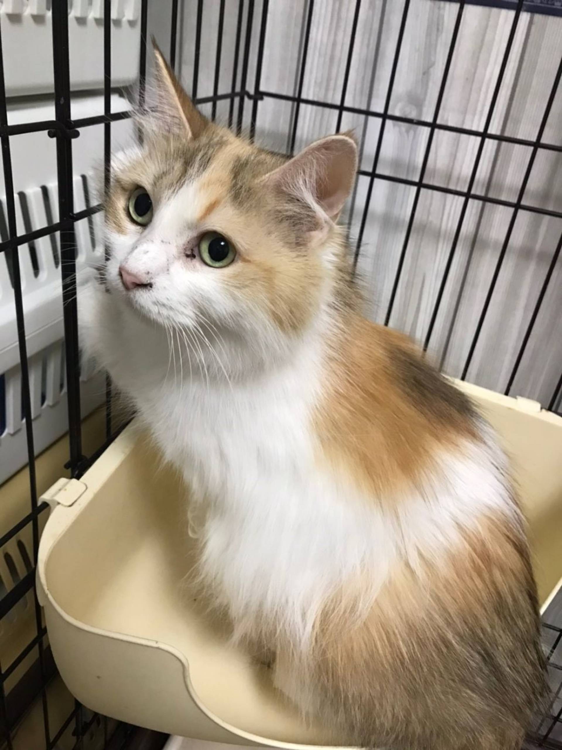 雑種（ミックス猫）・メスの里親募集の写真