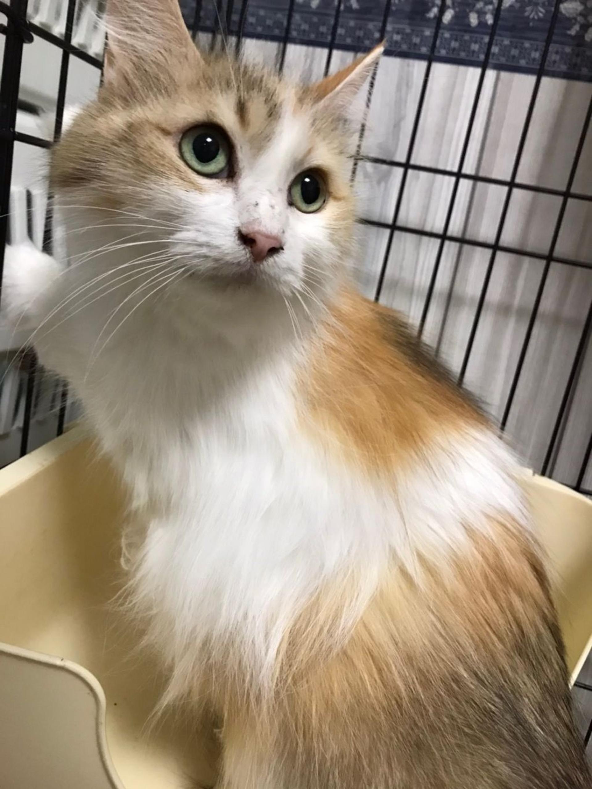 pet-image-2