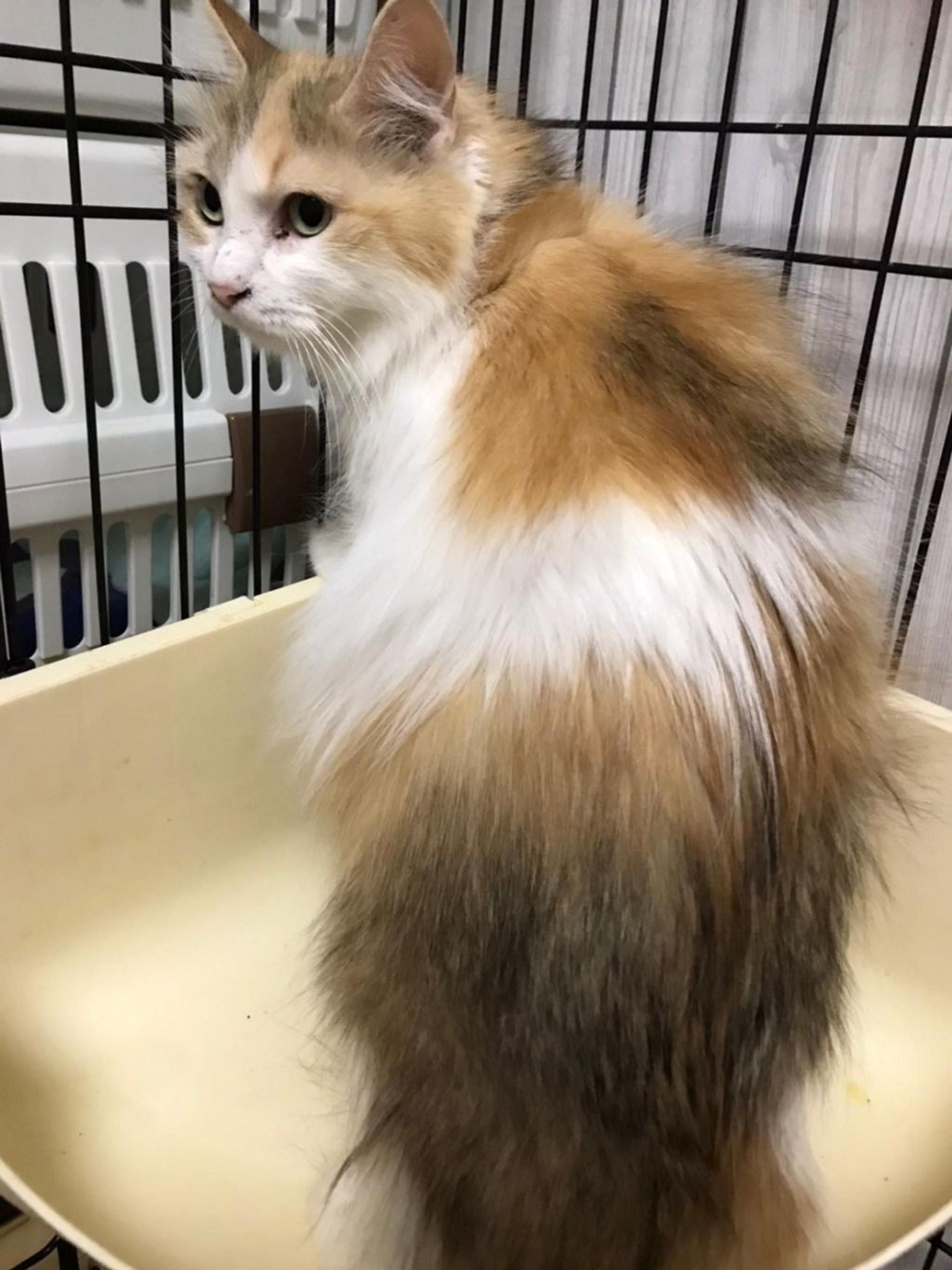 pet-image-3