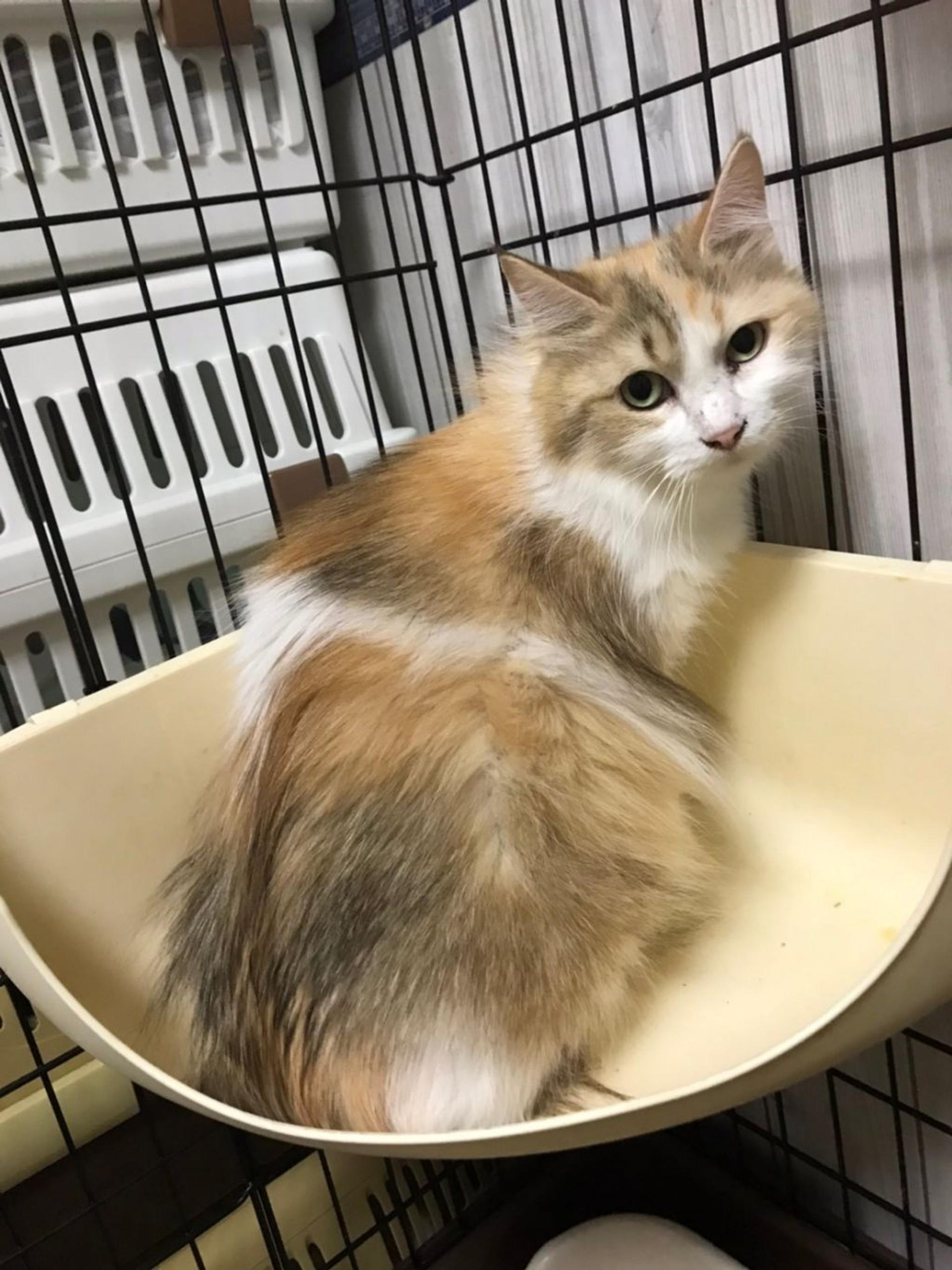 pet-image-4