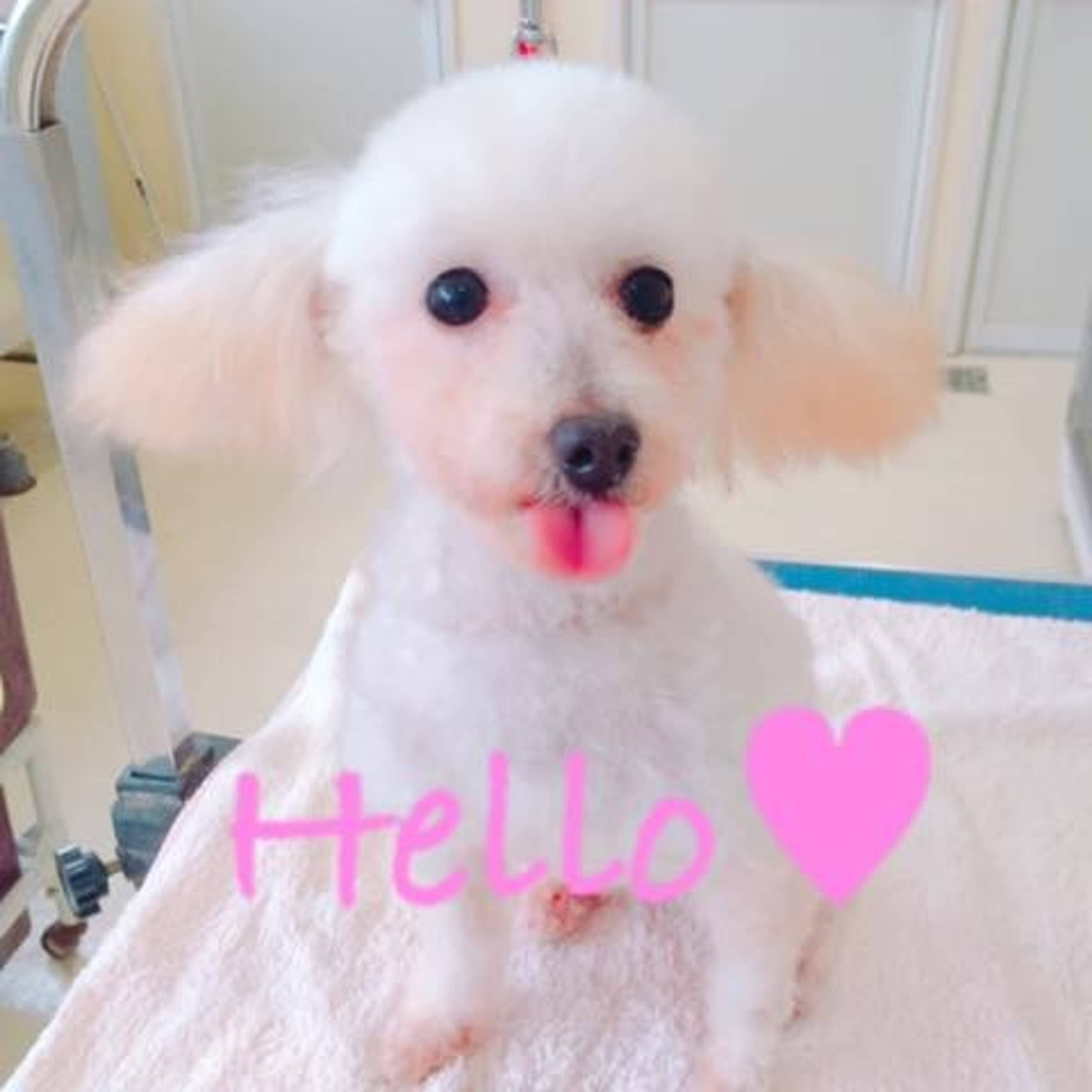 トイプードル・メスの里親募集の写真