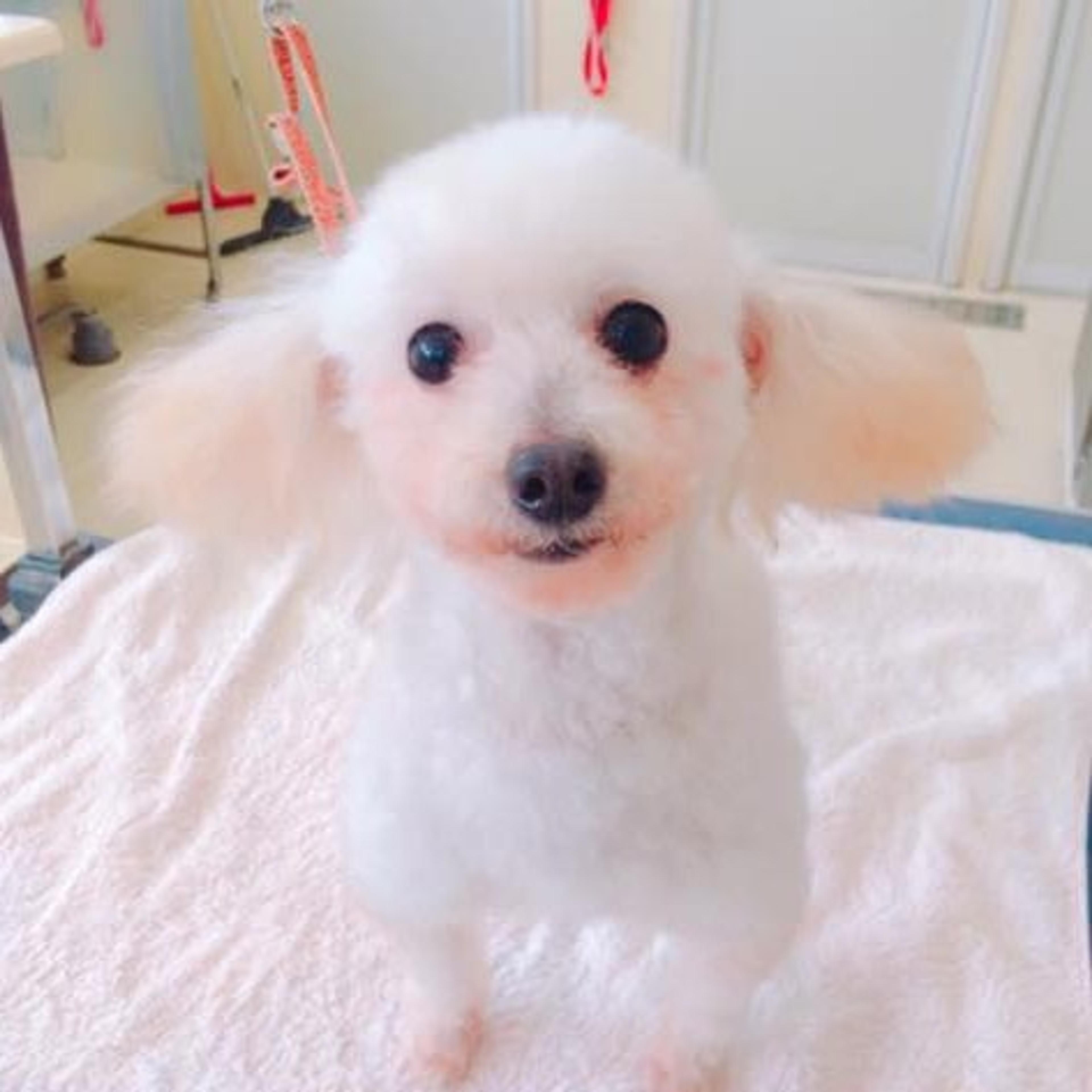pet-image-2