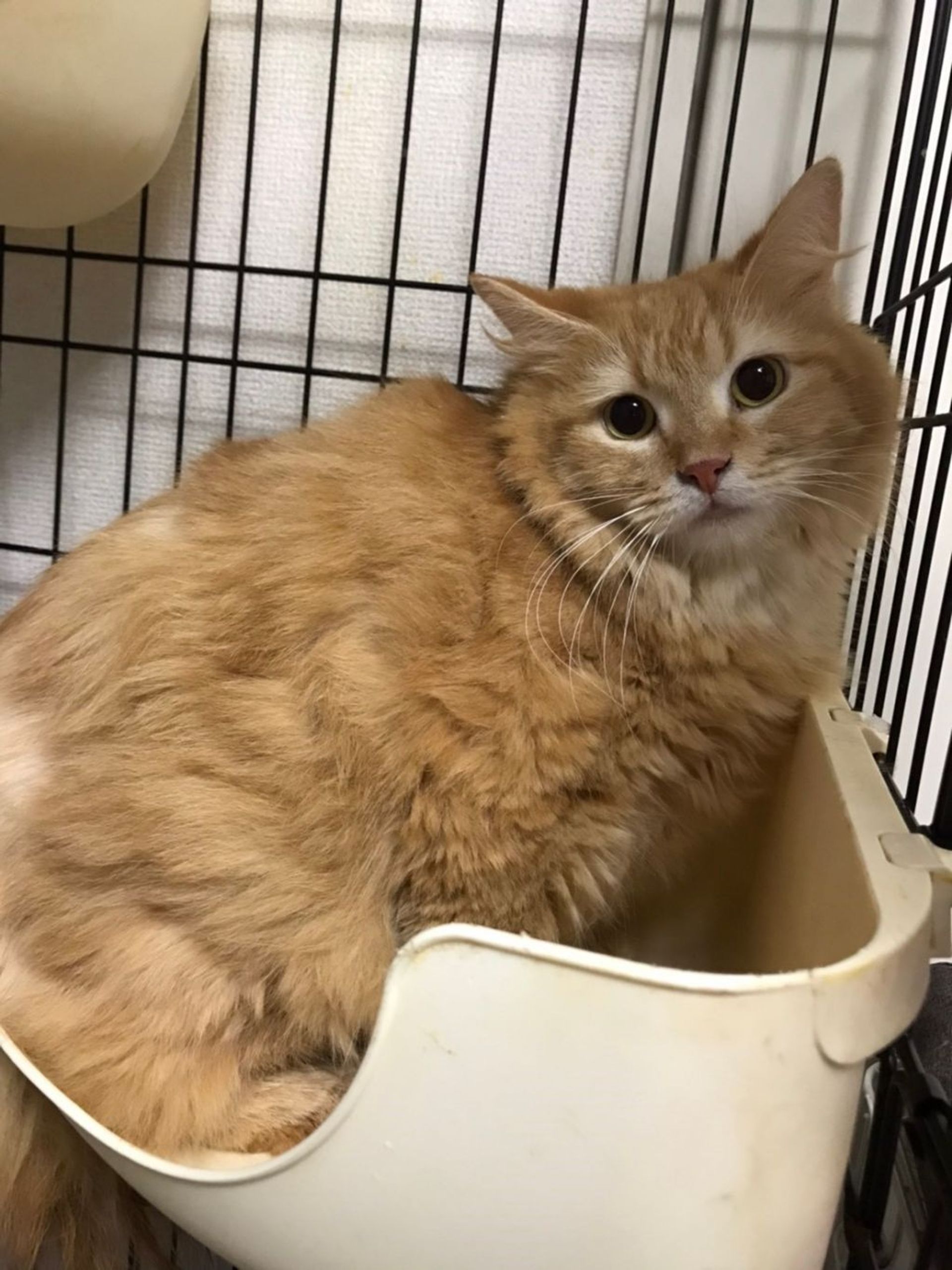雑種（ミックス猫）・メスの里親募集の写真