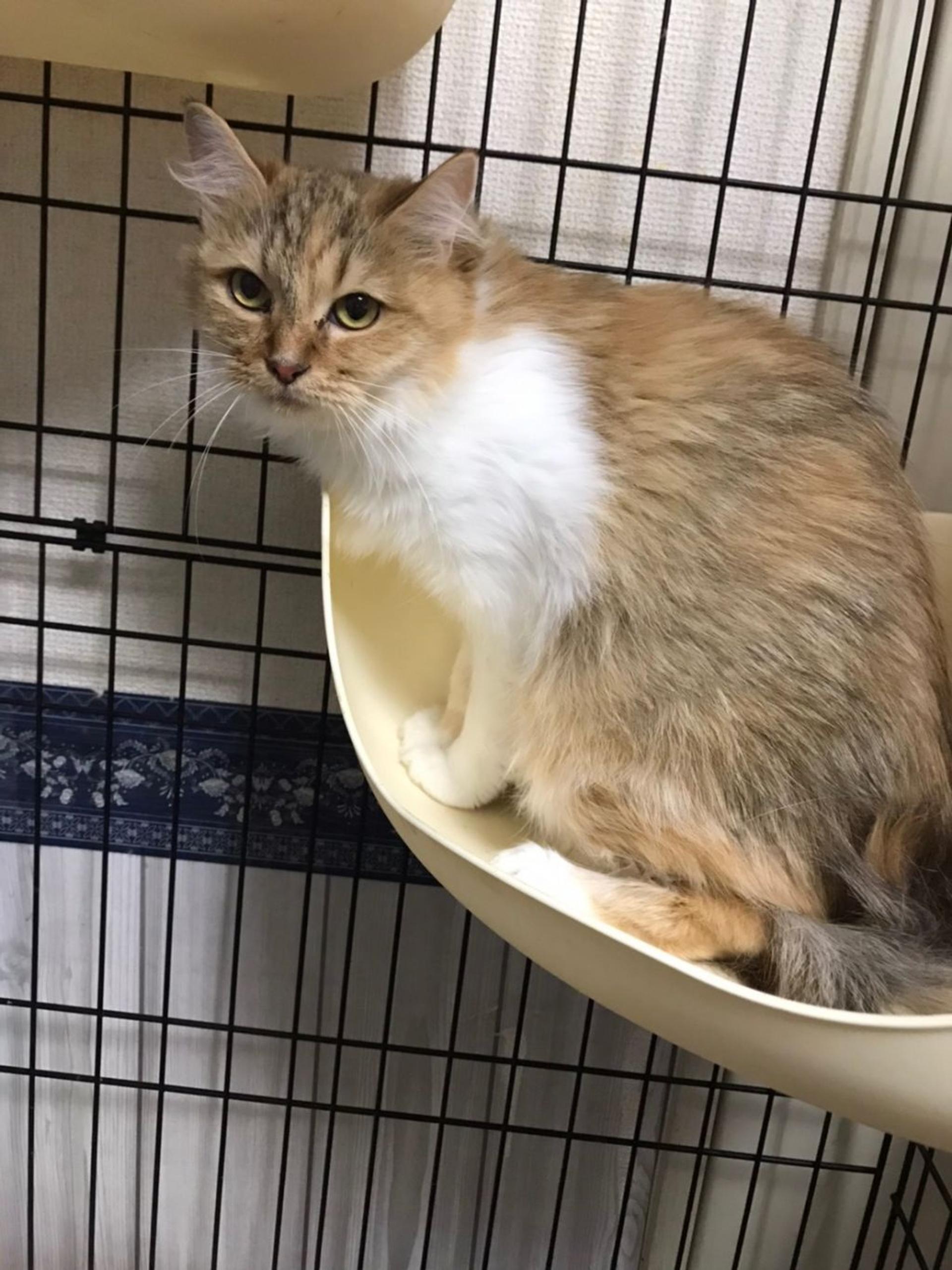 pet-image-3