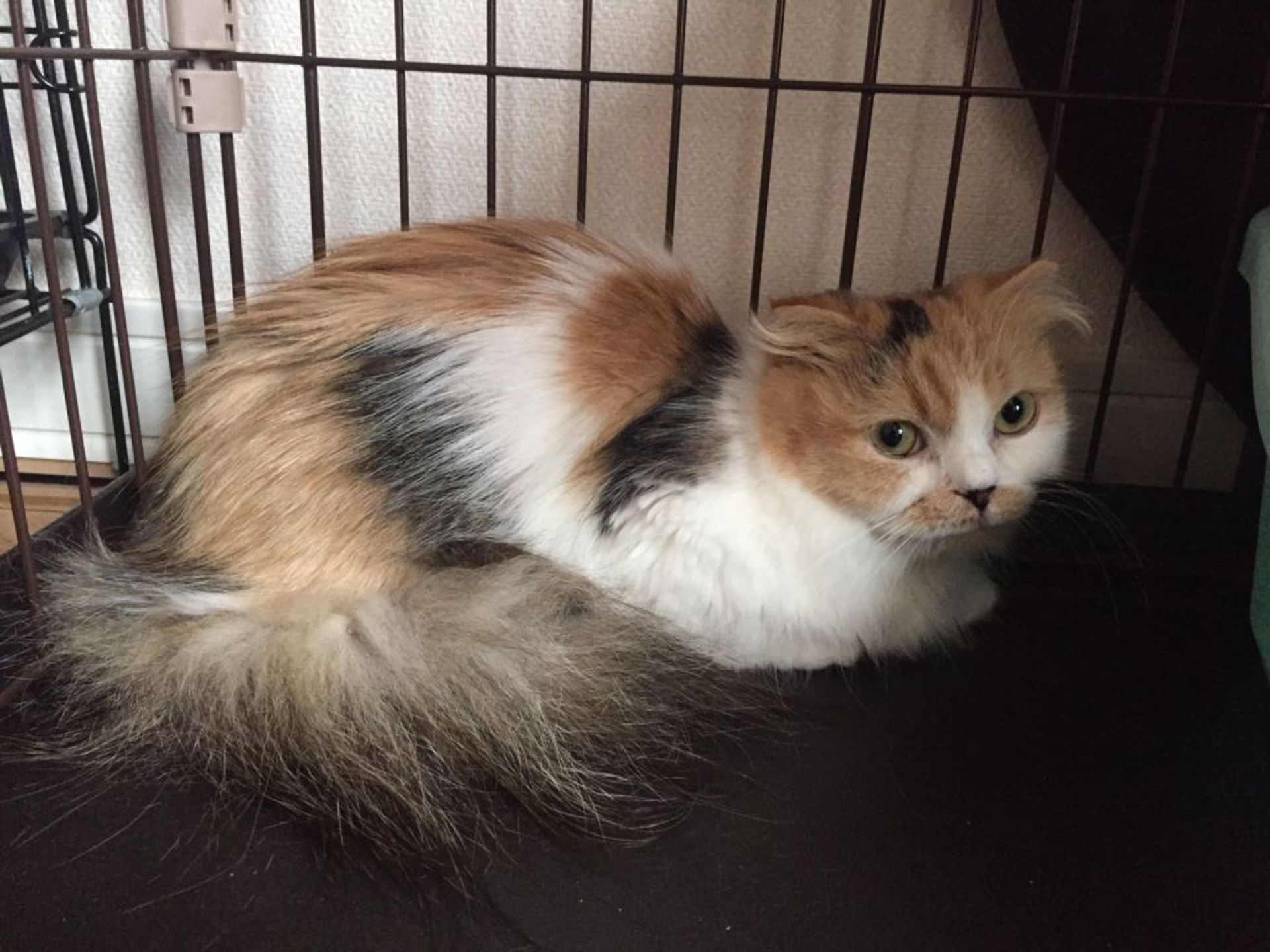 雑種（ミックス猫）・メスの里親募集の写真