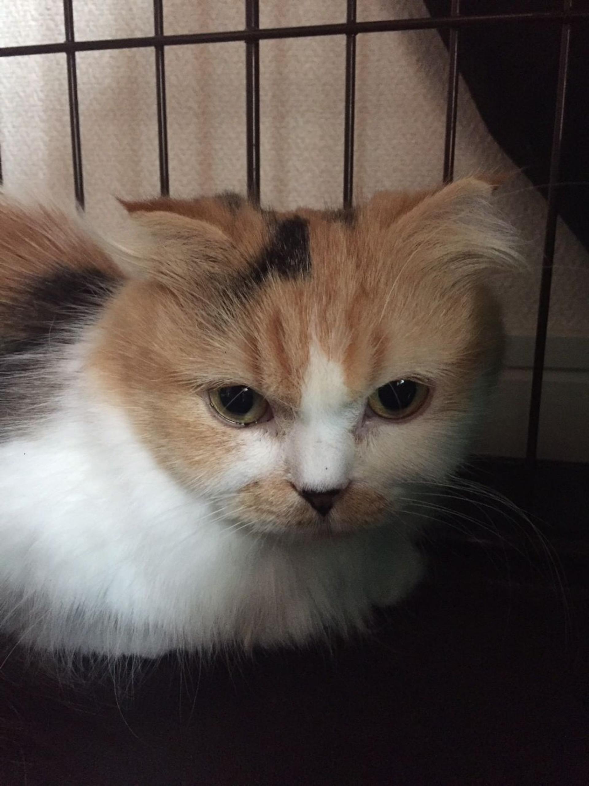 pet-image-2