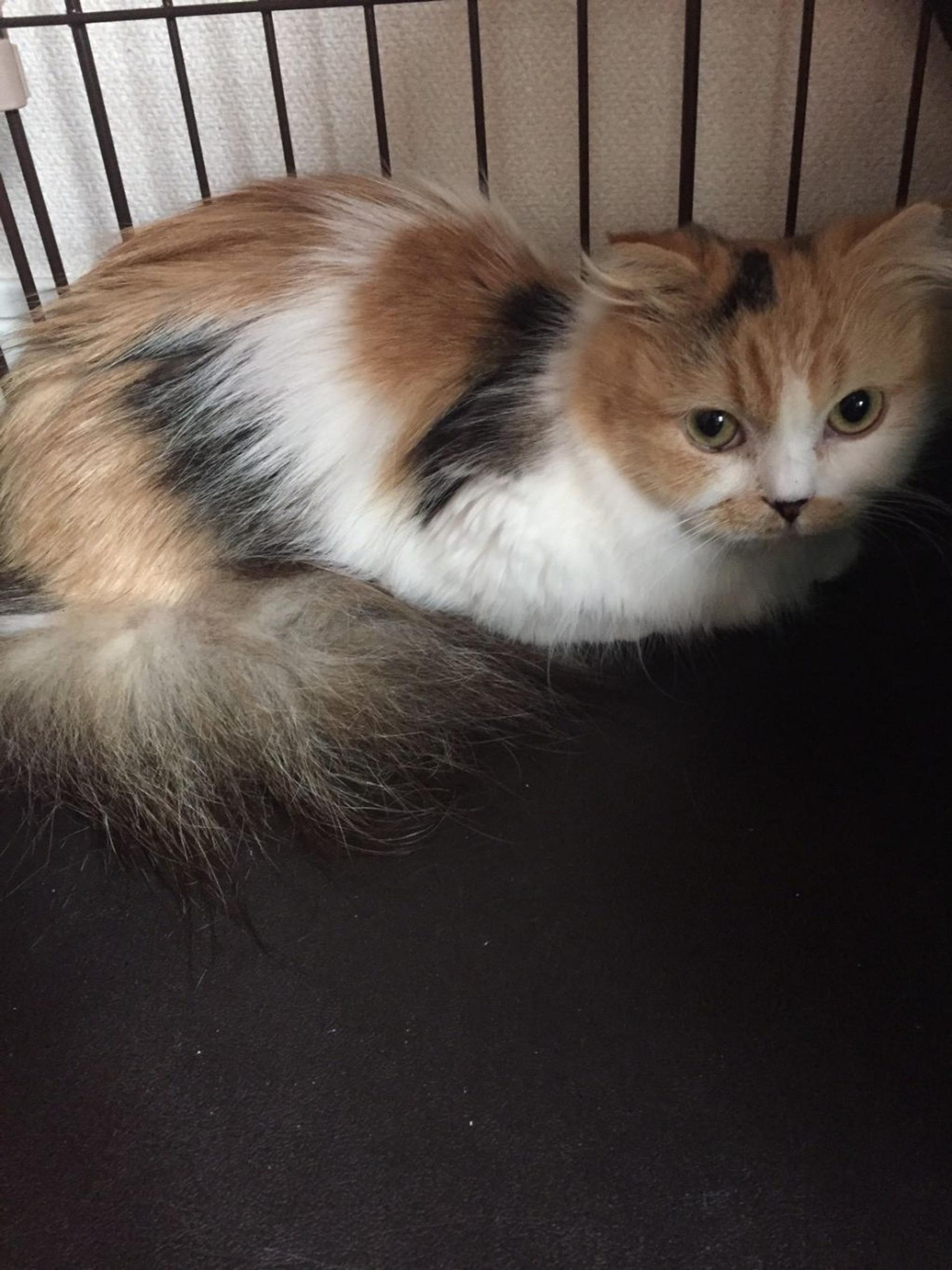 pet-image-3