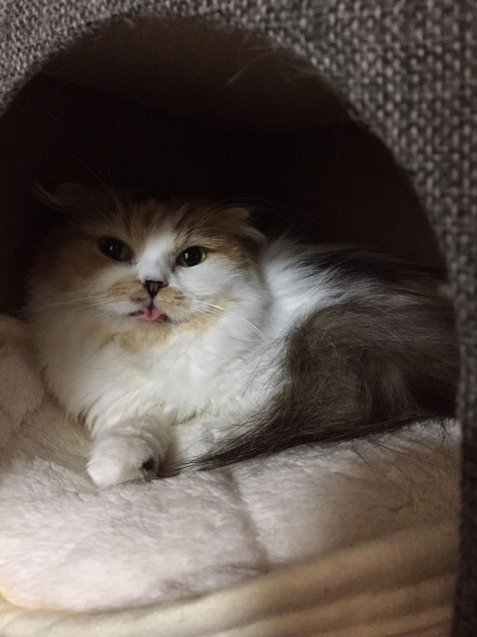 pet-image-4