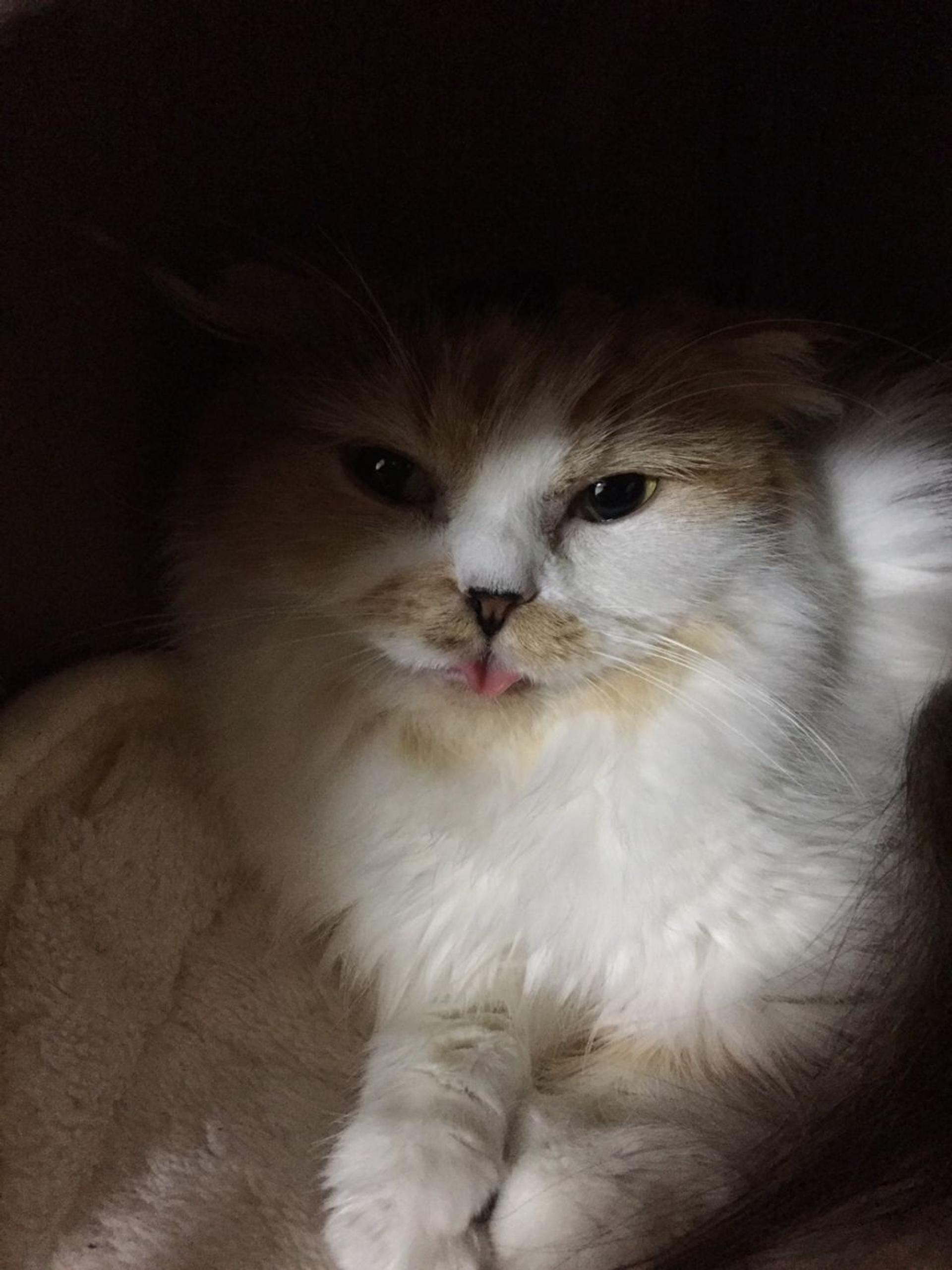 pet-image-5