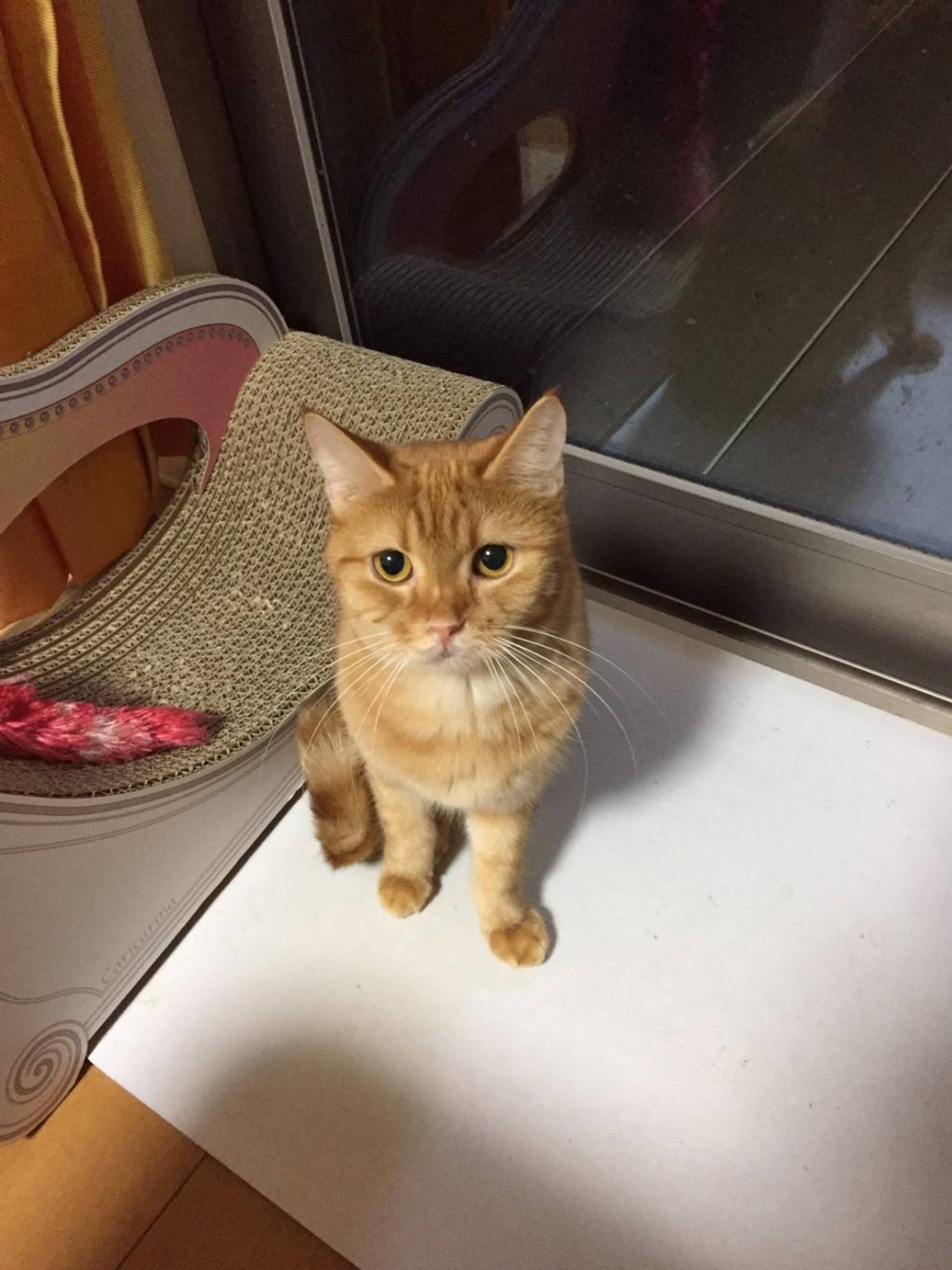 雑種（ミックス猫）・メスの里親募集の写真