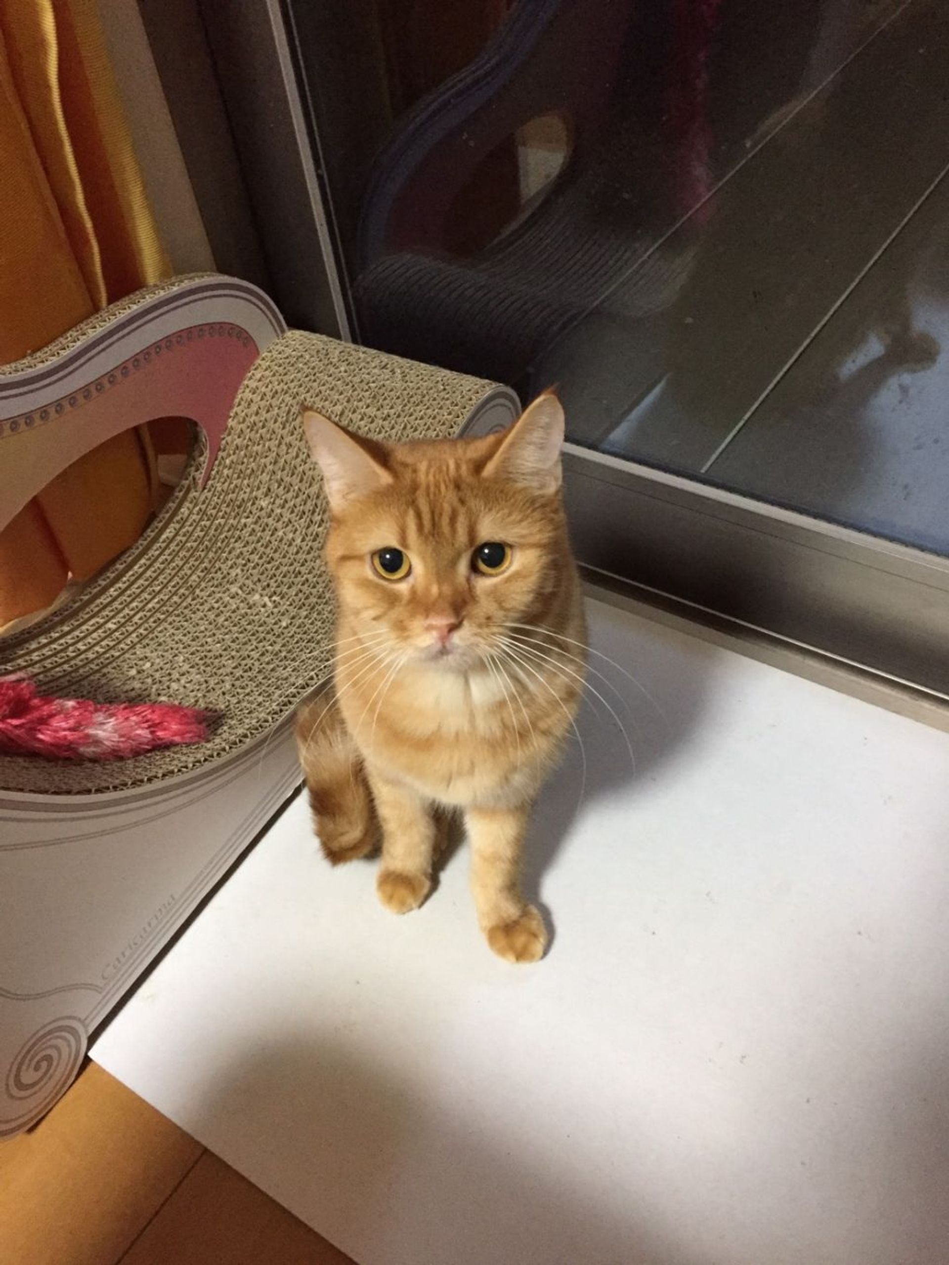 雑種（ミックス猫）・メスの里親募集の写真