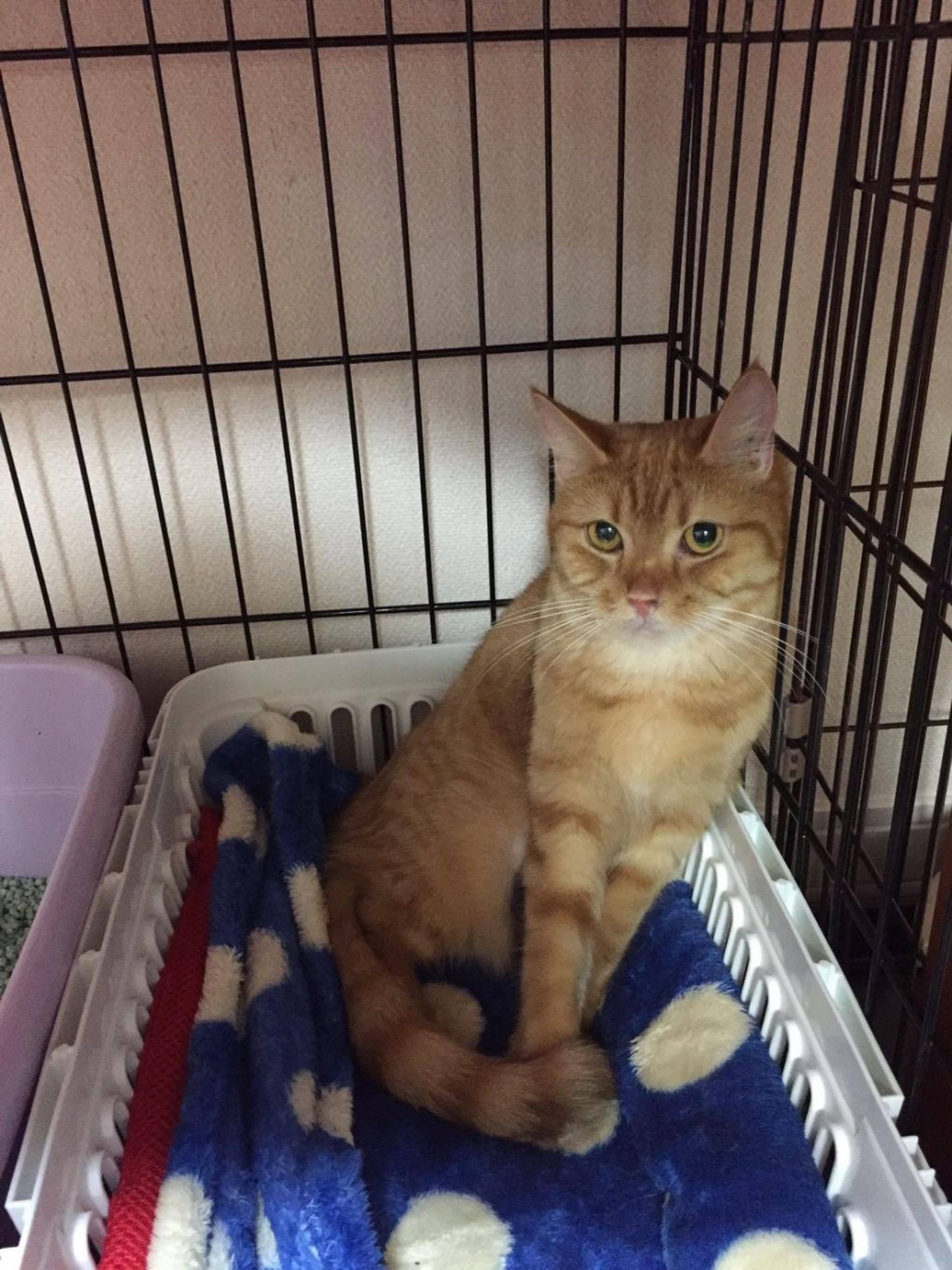pet-image-2