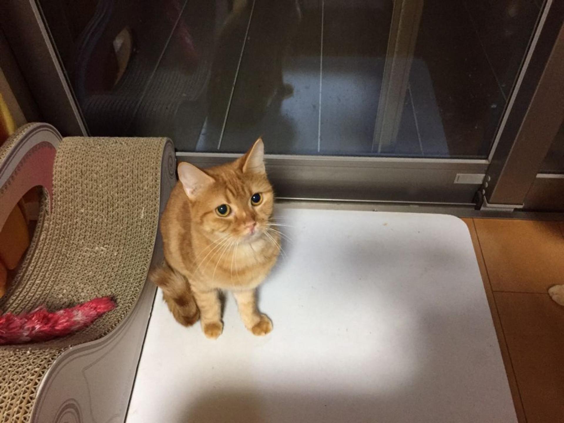 pet-image-4