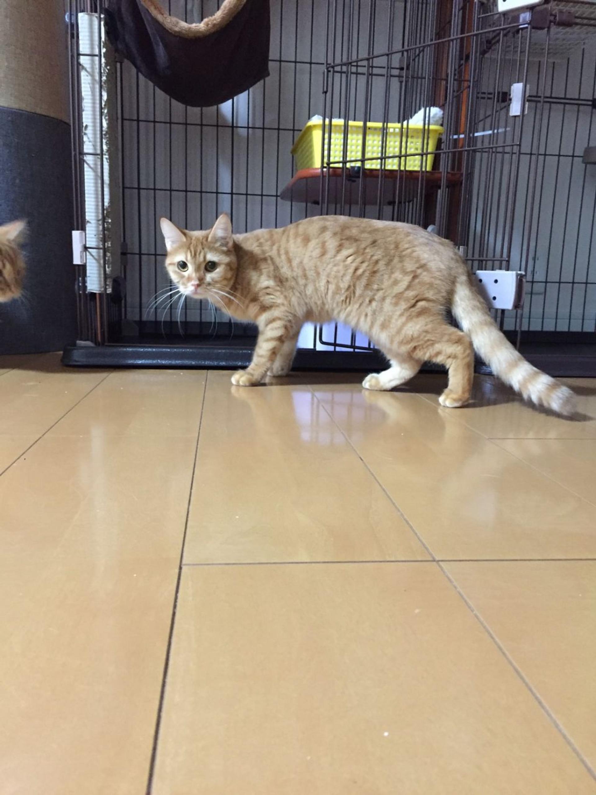 pet-image-5