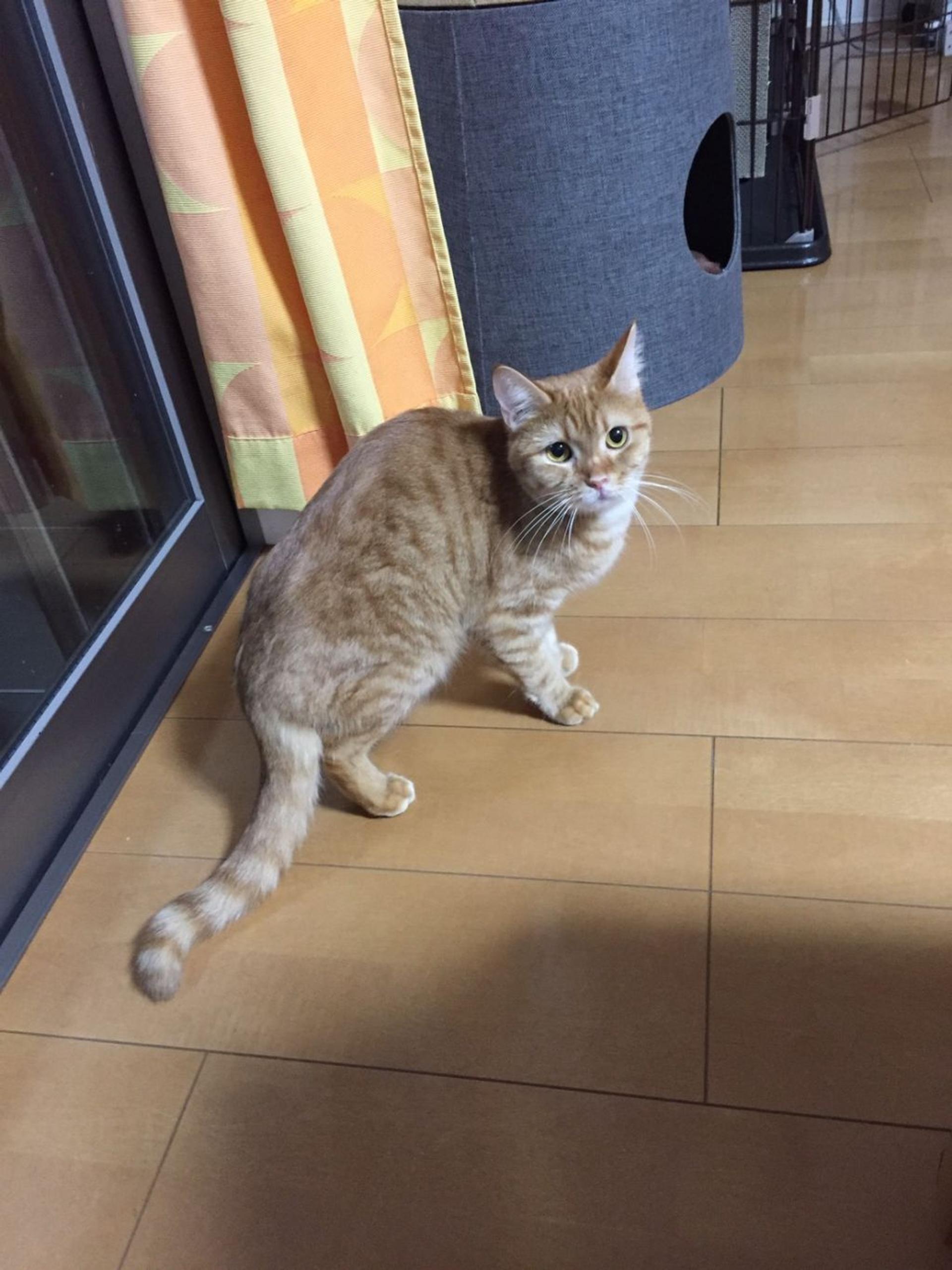 pet-image-6