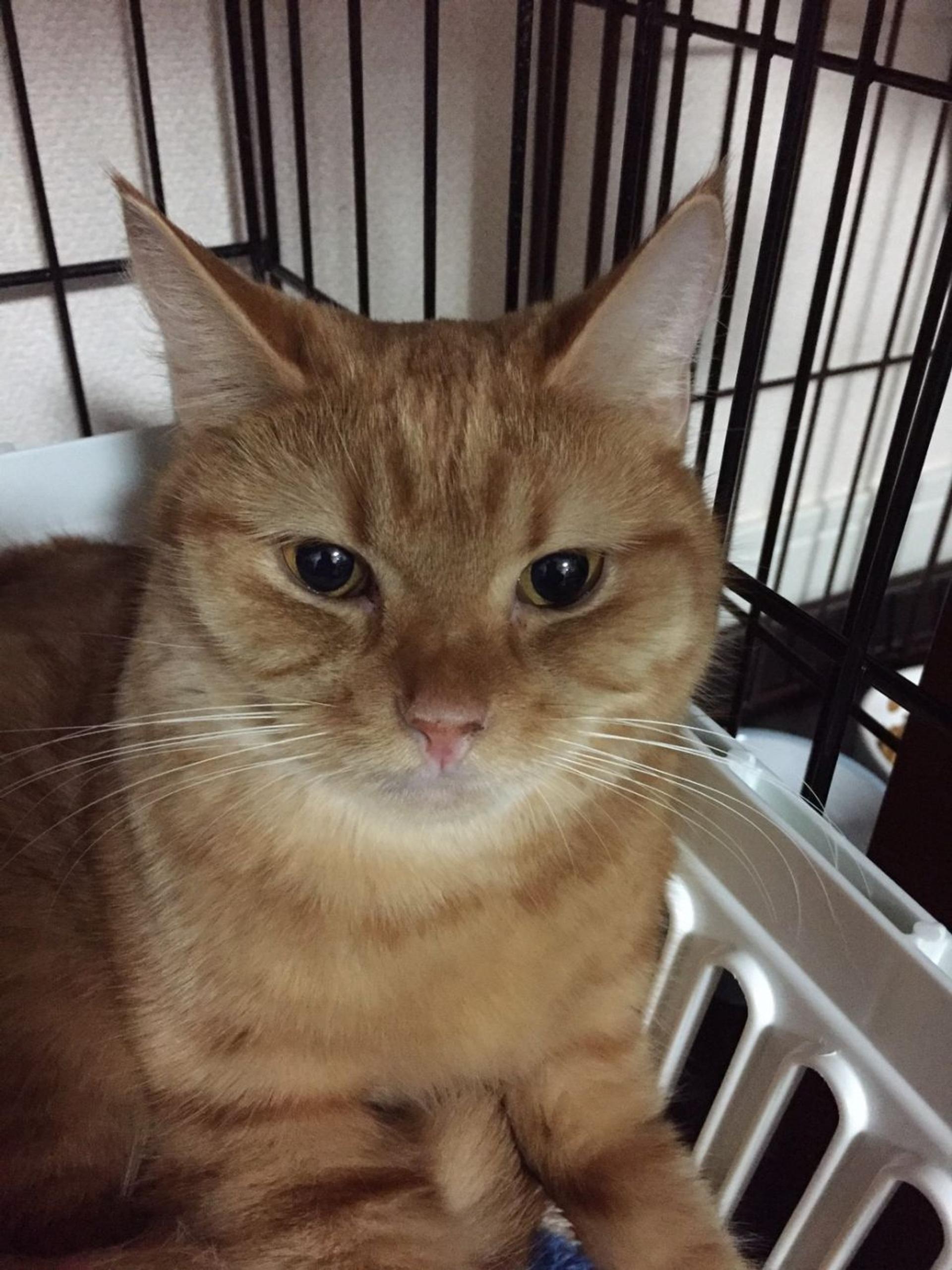 pet-image-8