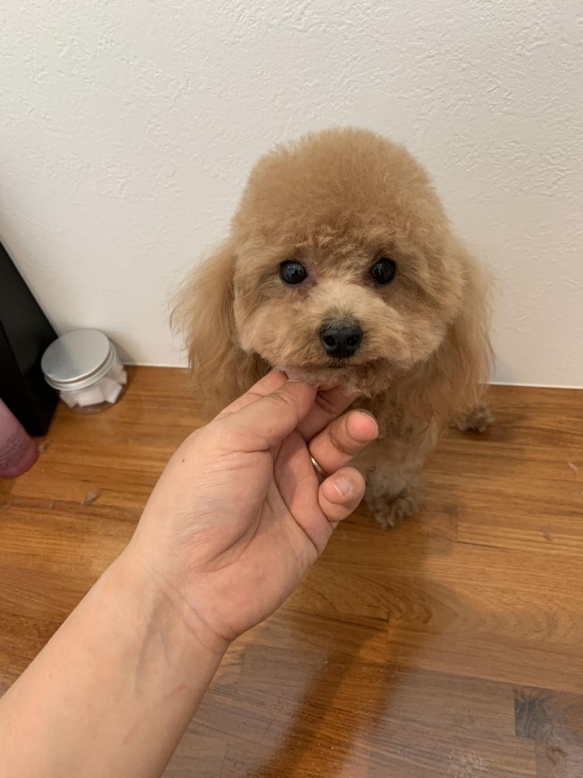 pet-image-2