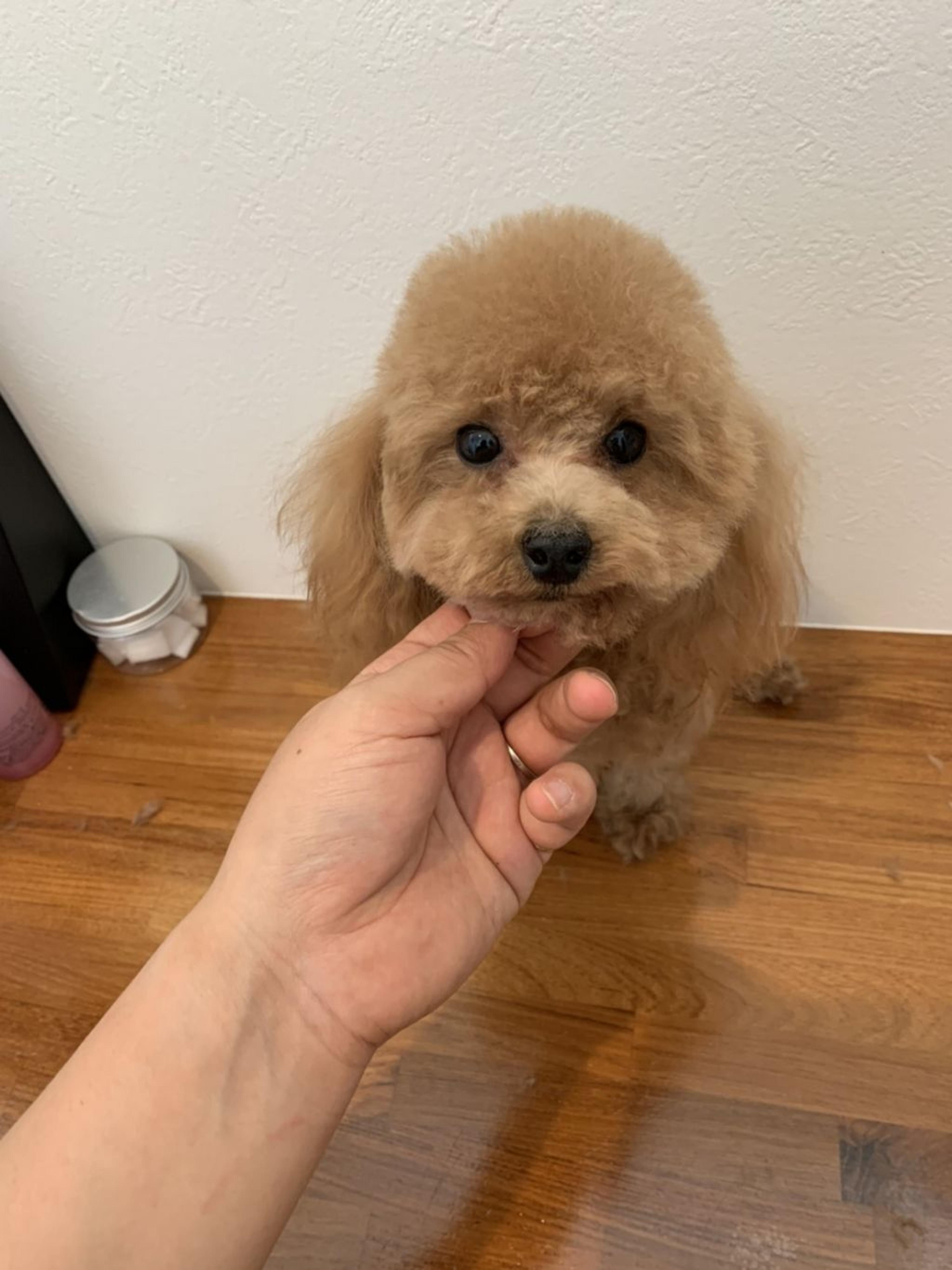pet-image-2