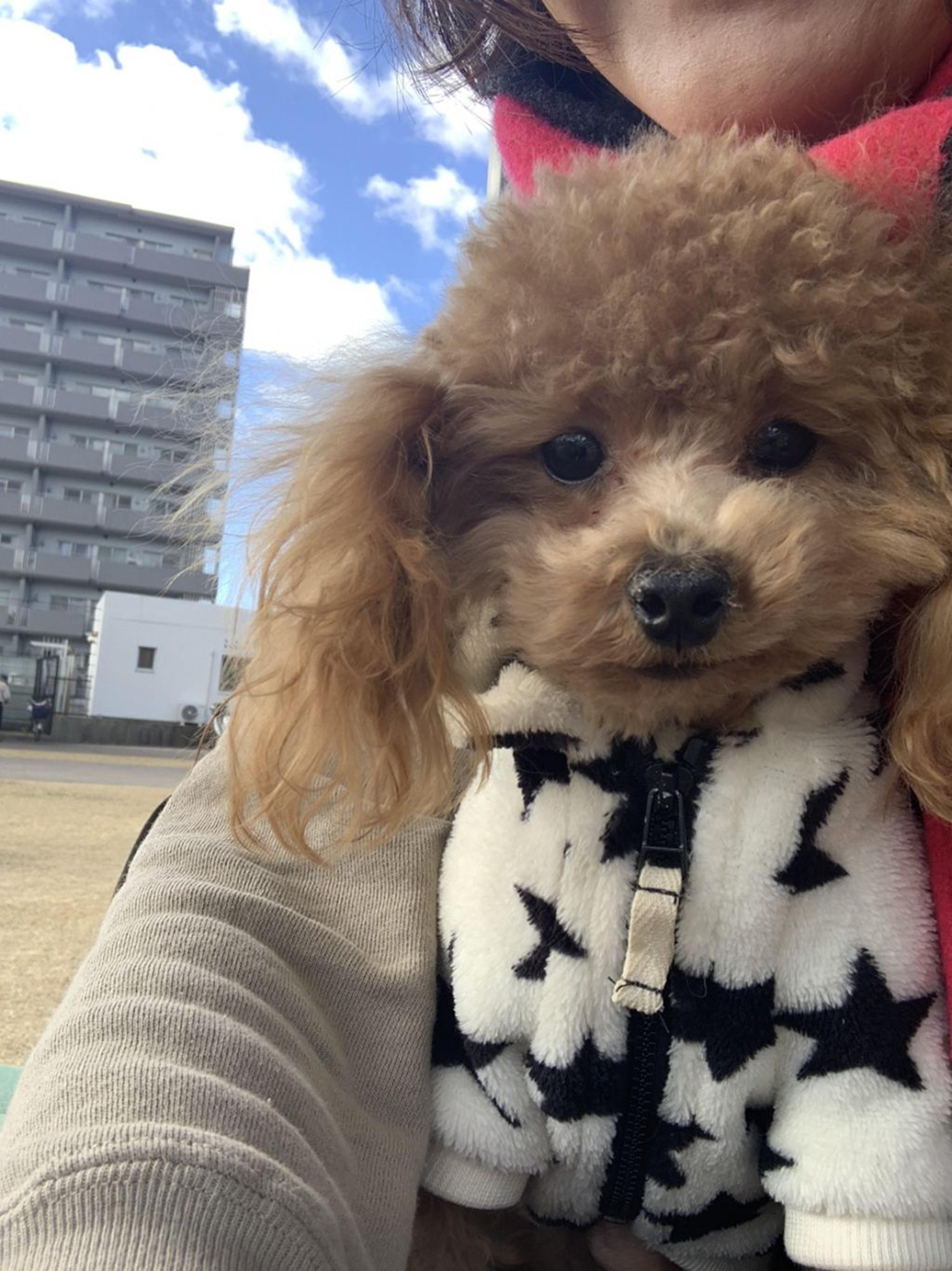 pet-image-3