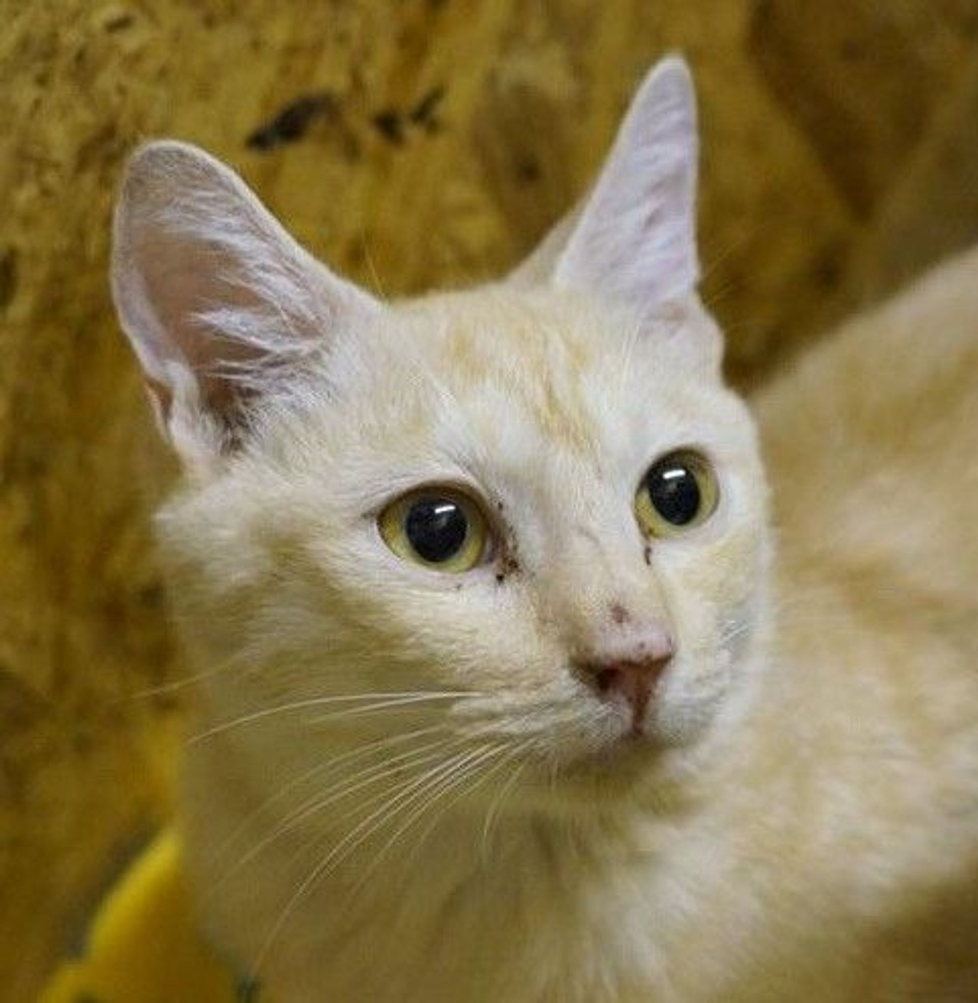 雑種（ミックス猫）・オスの里親募集の写真