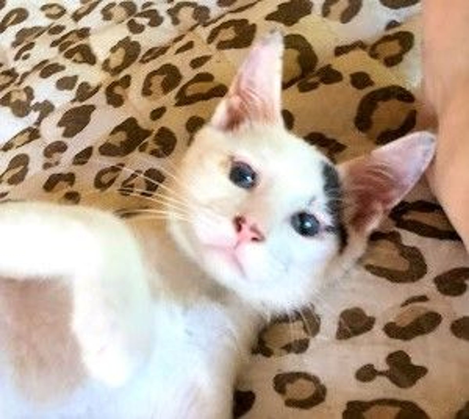 雑種（ミックス猫）・オスの里親募集の写真