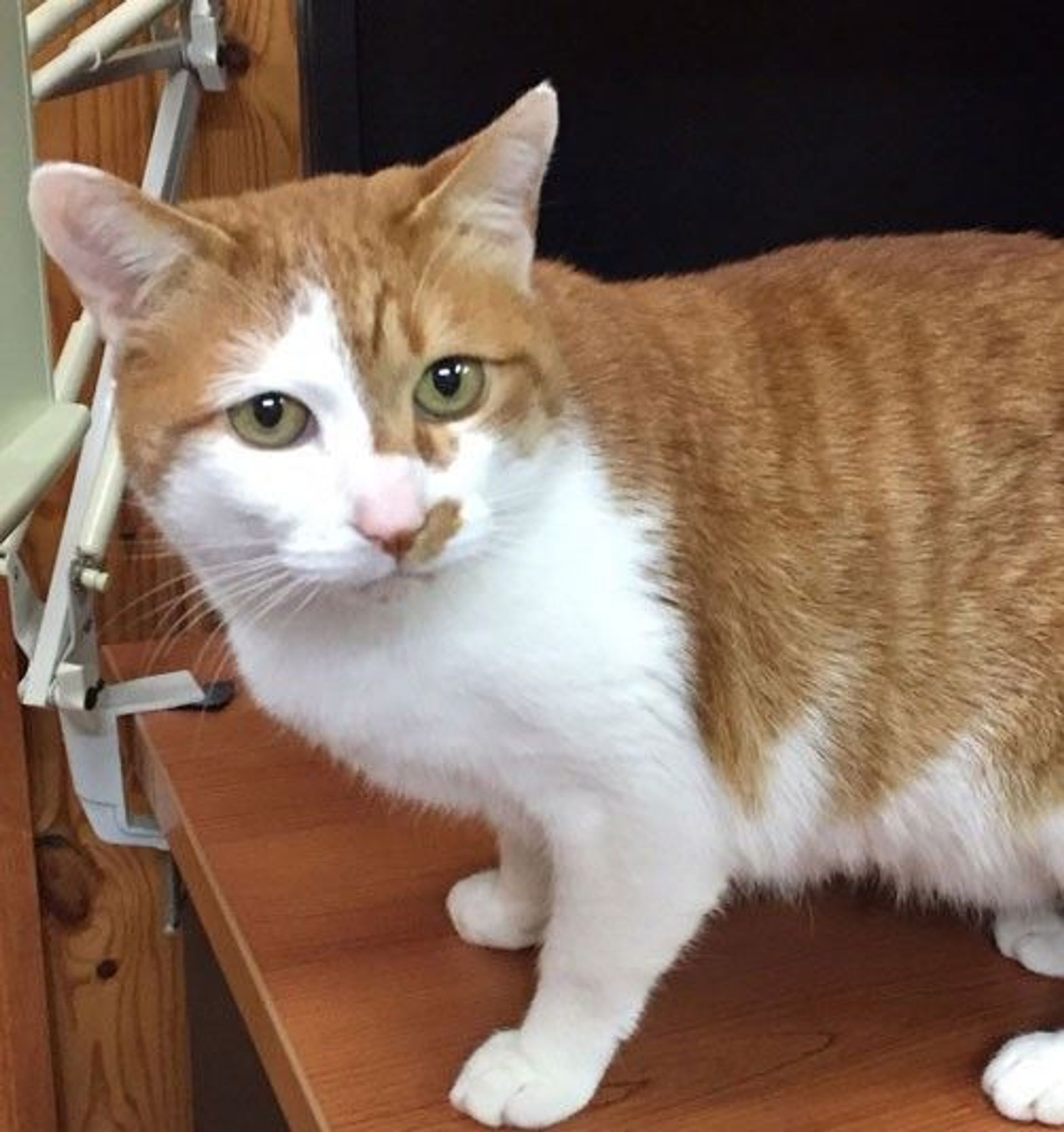 雑種（ミックス猫）・オスの里親募集の写真