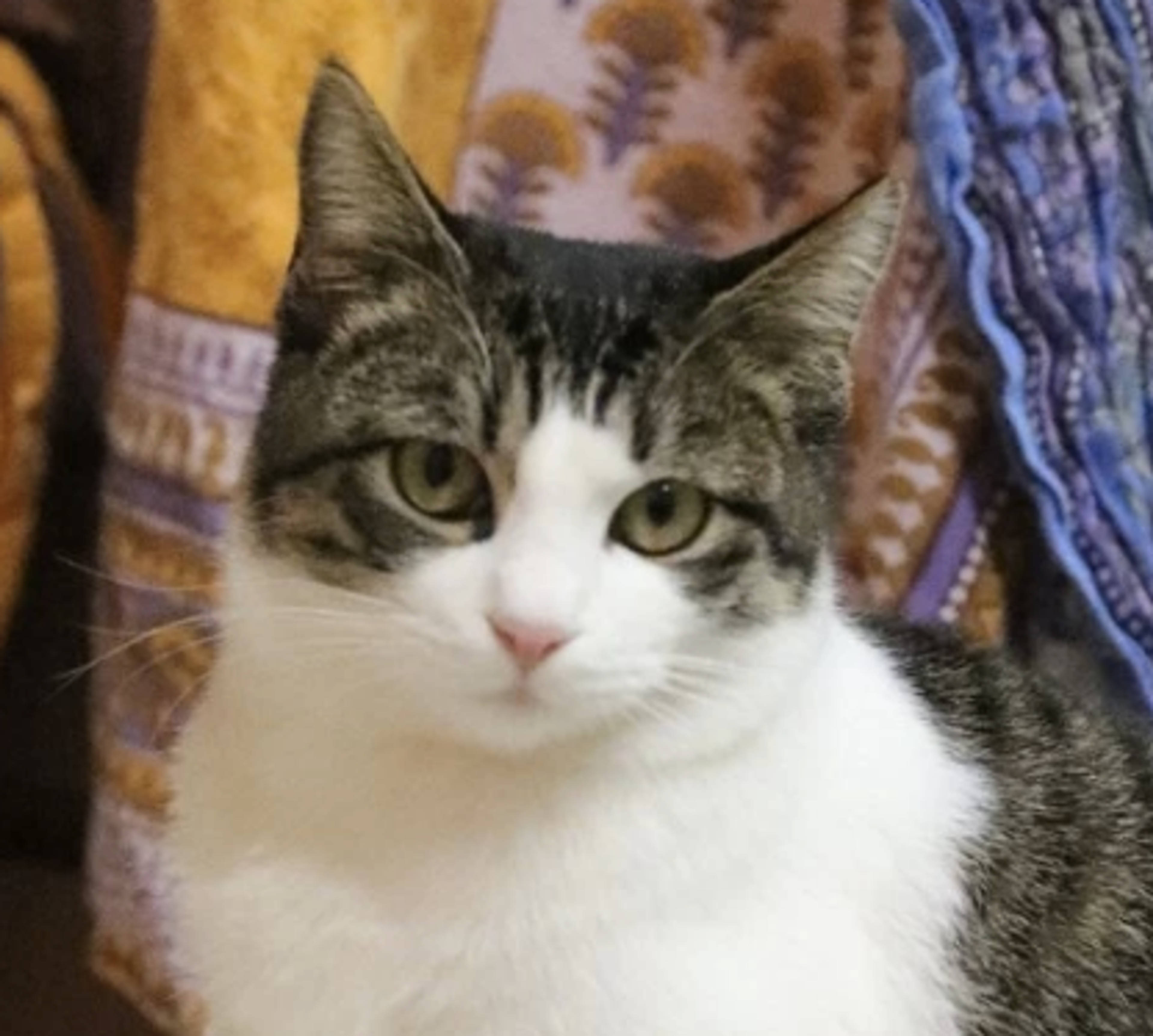 雑種（ミックス猫）・メスの里親募集の写真