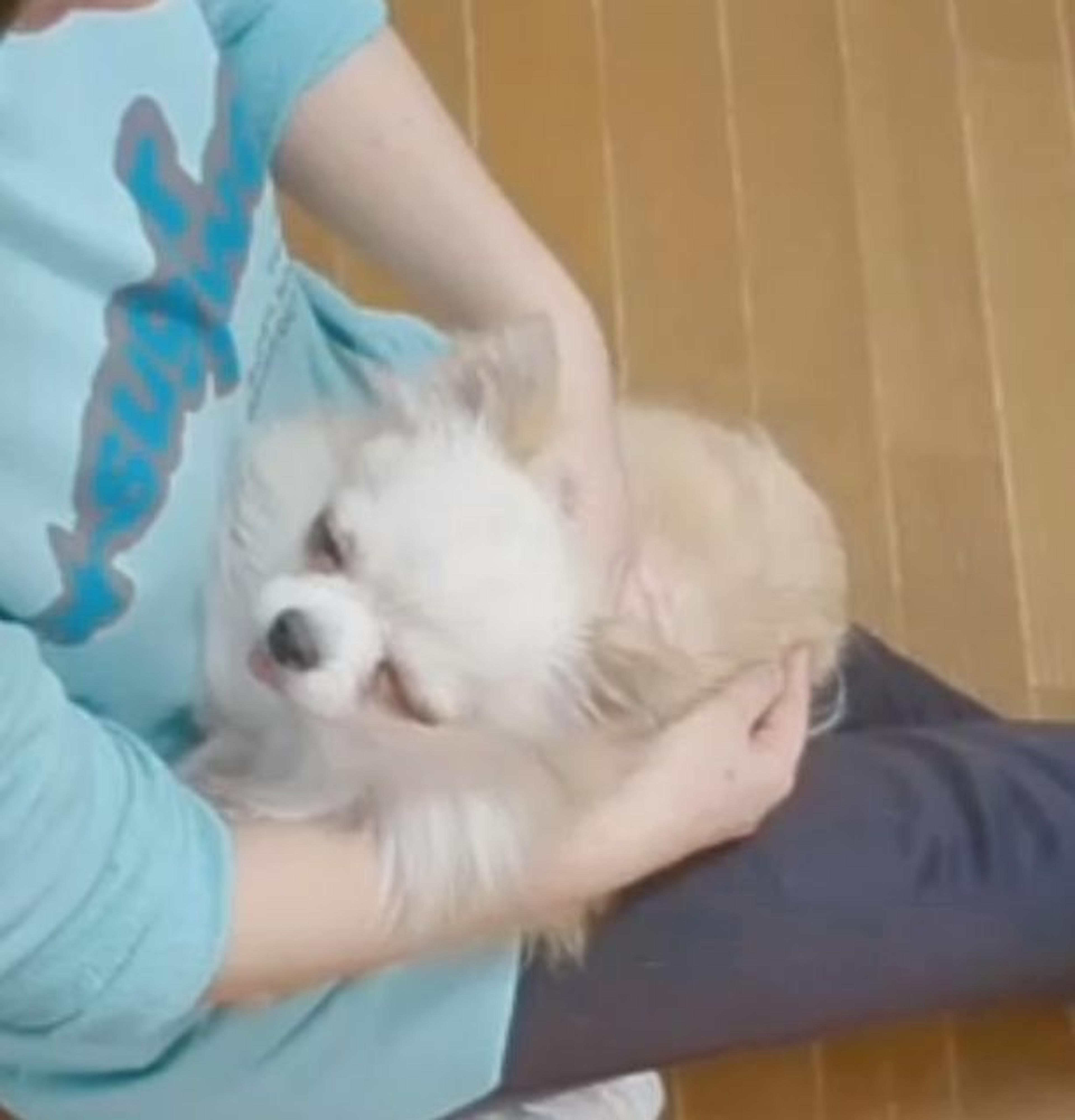 pet-image-2