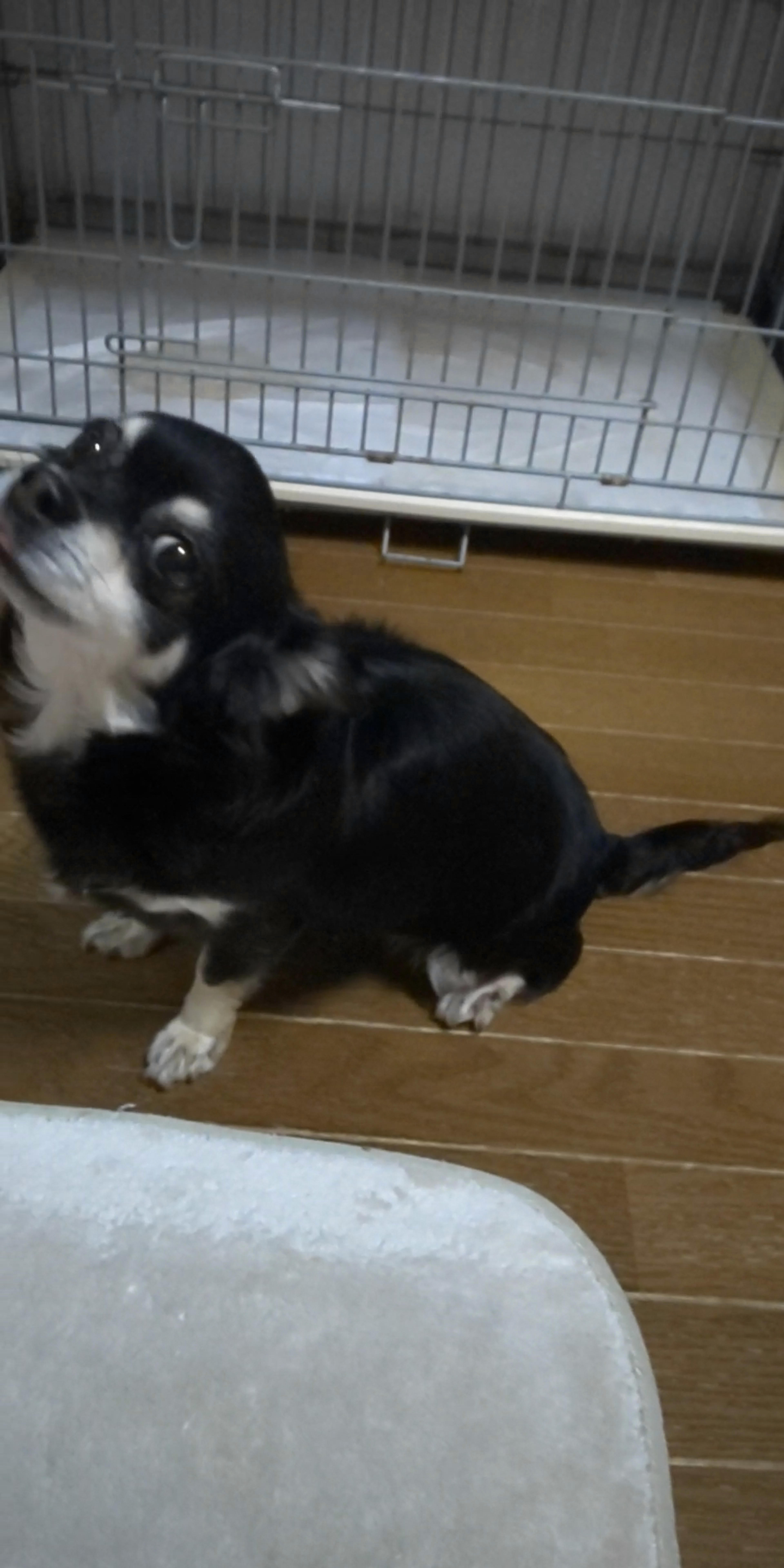 pet-image-4