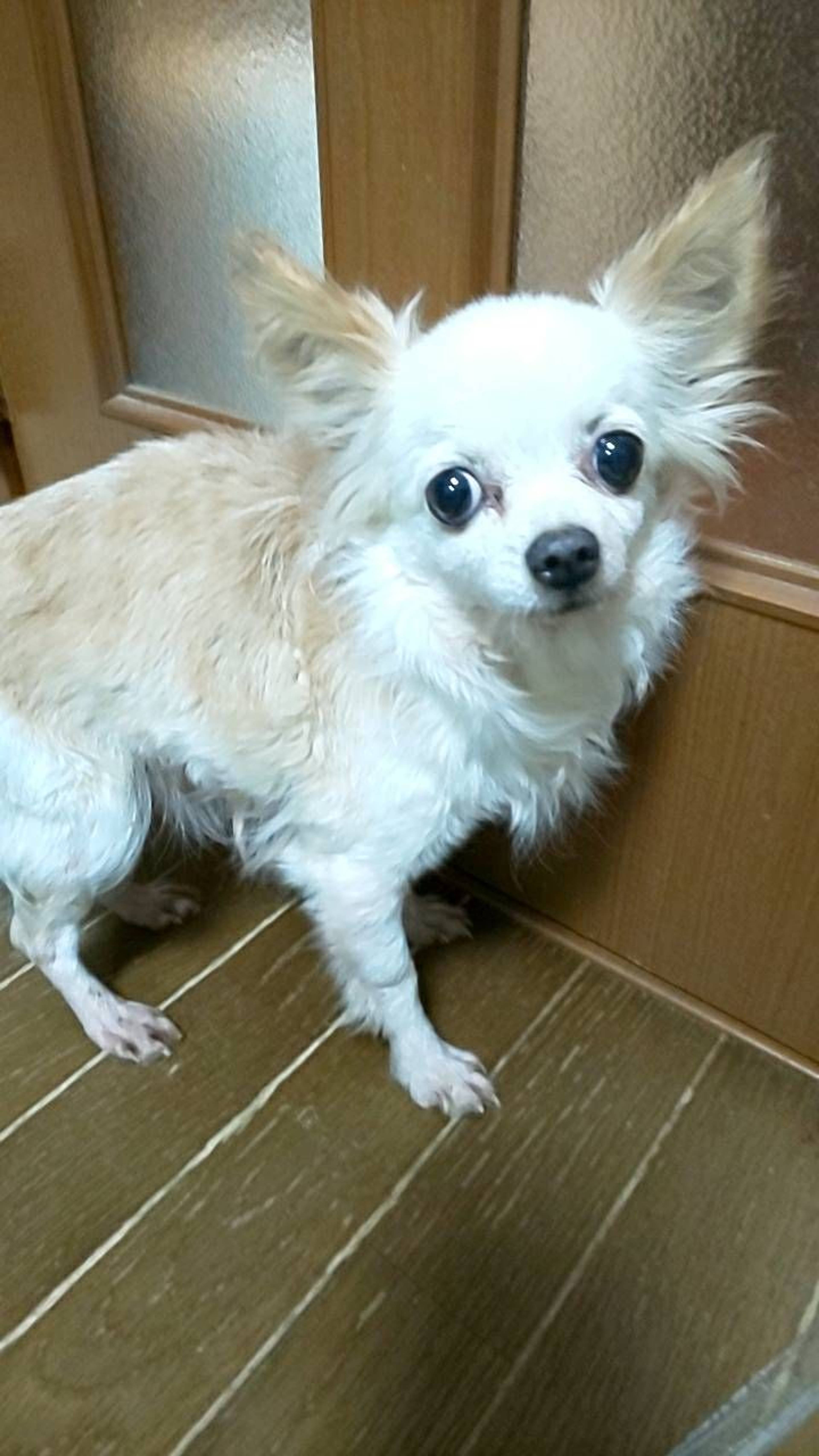 チワワ・メスの里親募集の写真