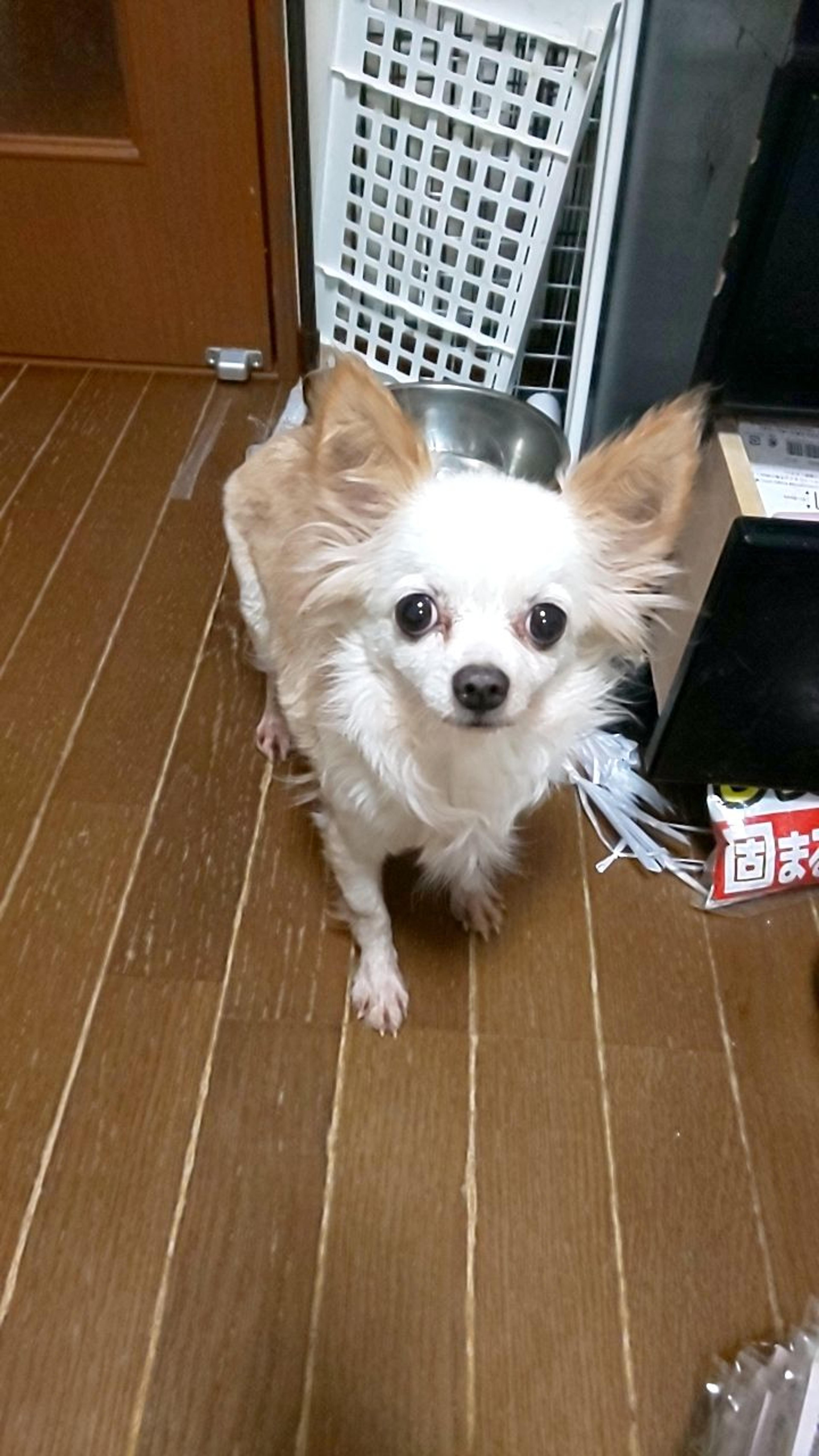 pet-image-2