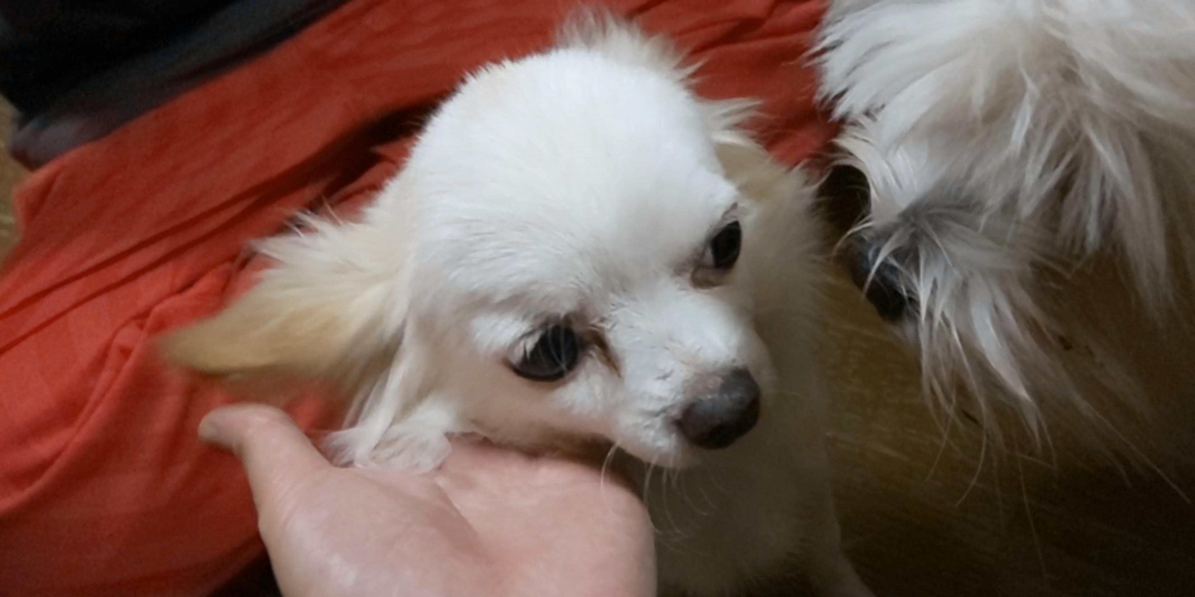 pet-image-3