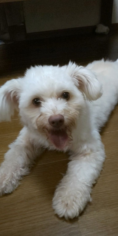 コナくんの写真