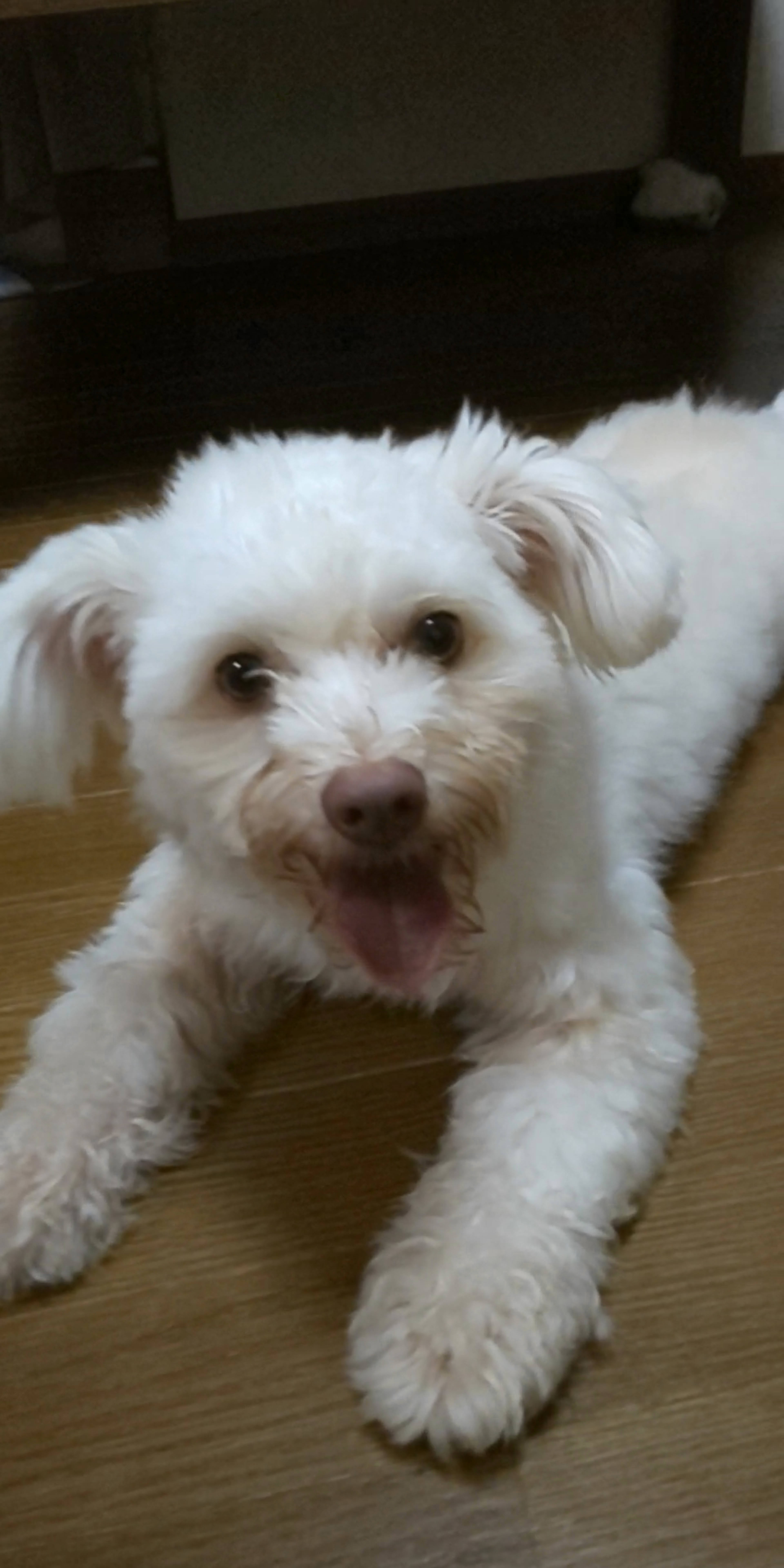 雑種（ミックス犬）・オスの里親募集の写真