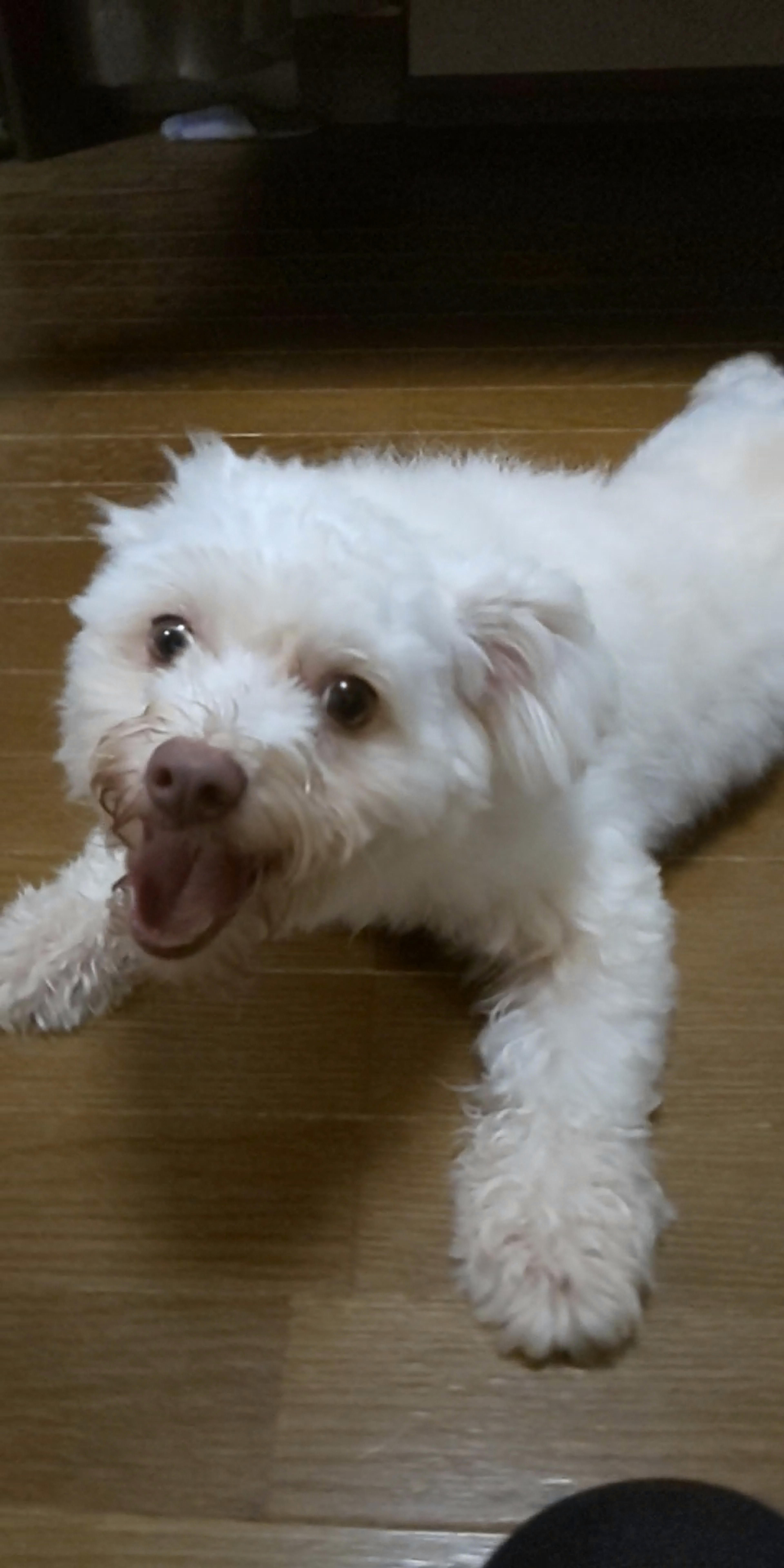 pet-image-2