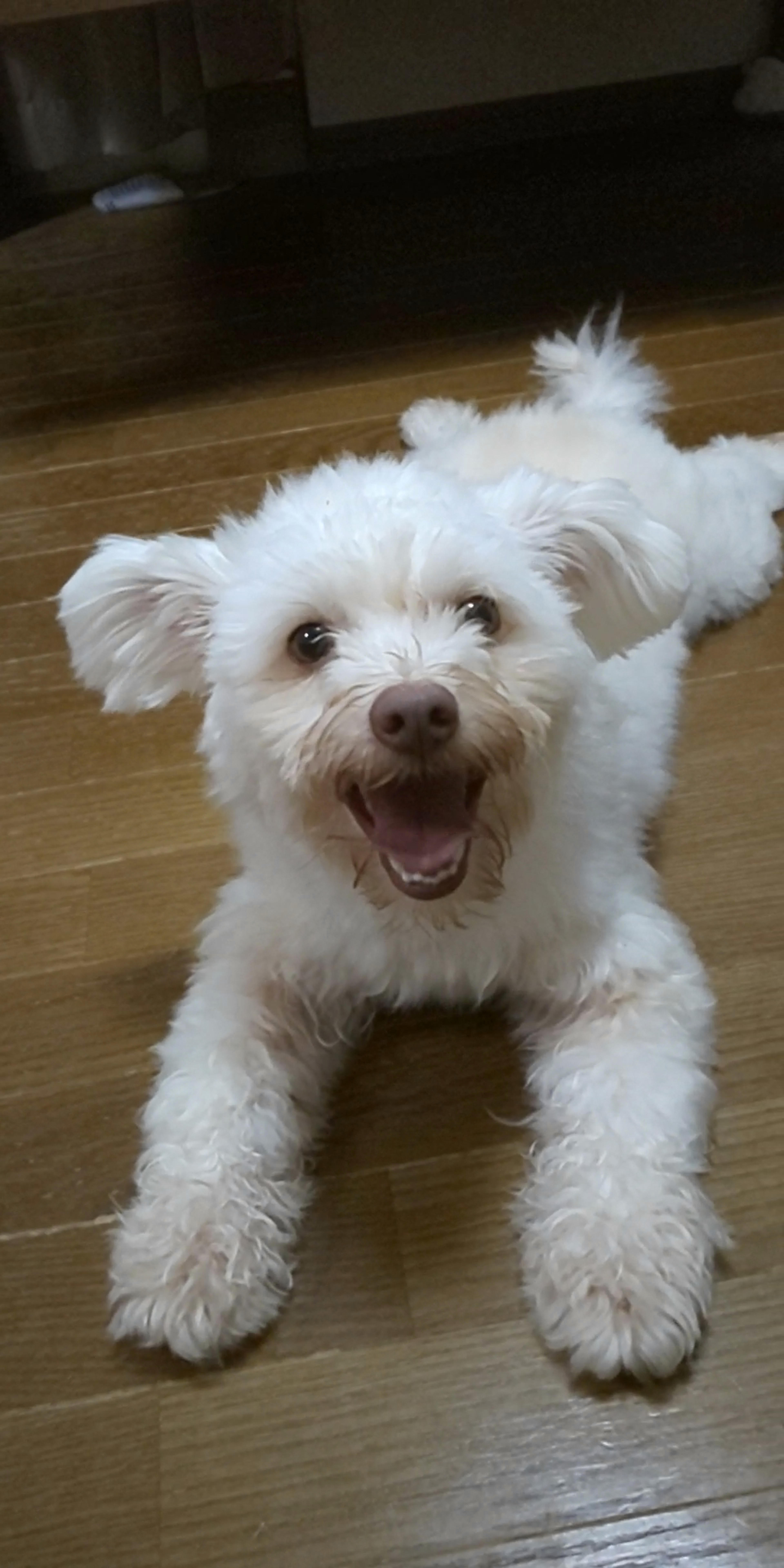 pet-image-3