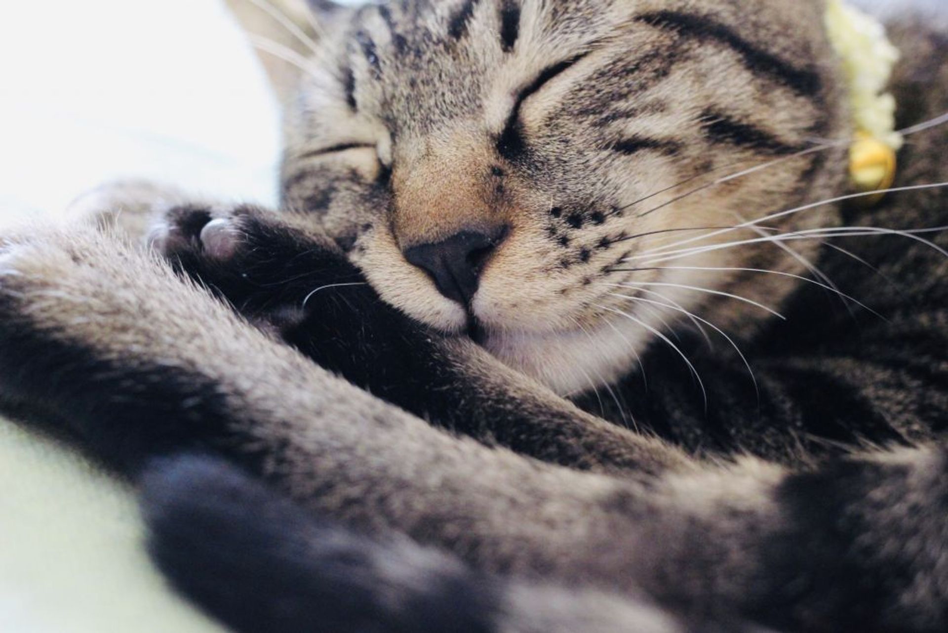 雑種（ミックス猫）・オスの里親募集の写真