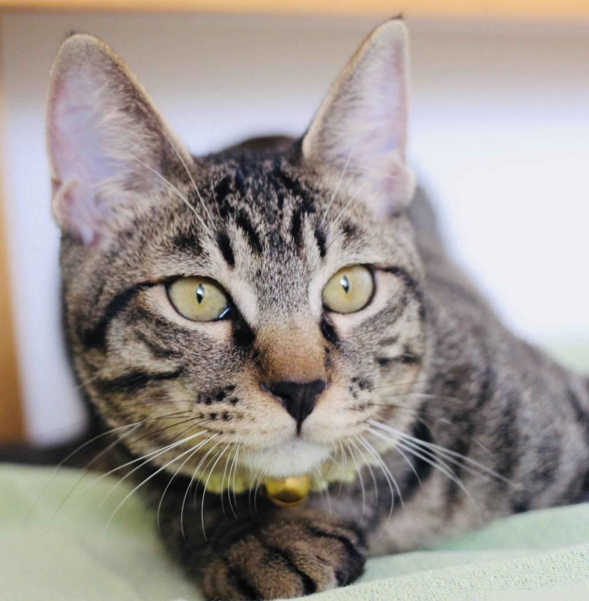 pet-image-5
