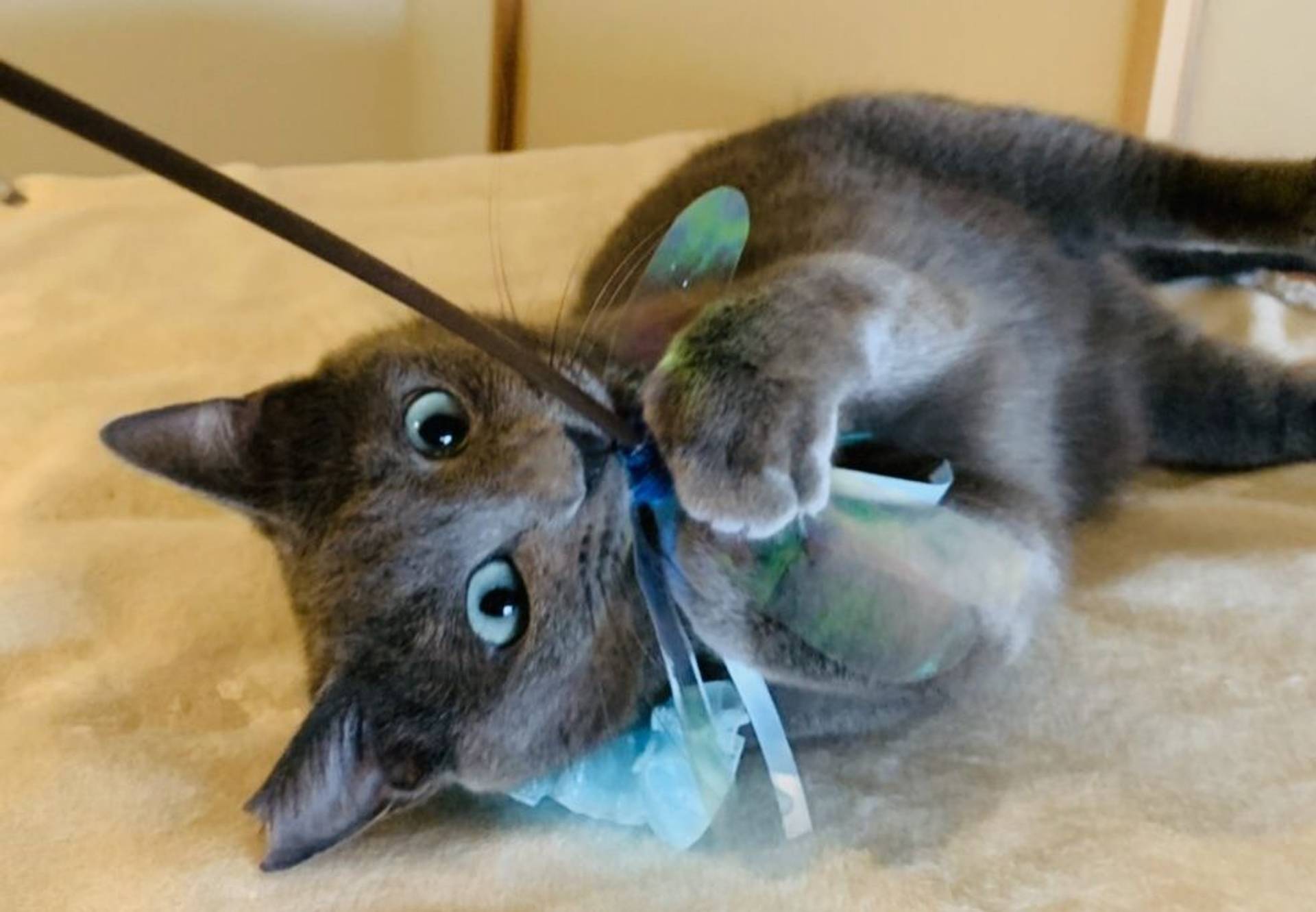 雑種（ミックス猫）・オスの里親募集の写真