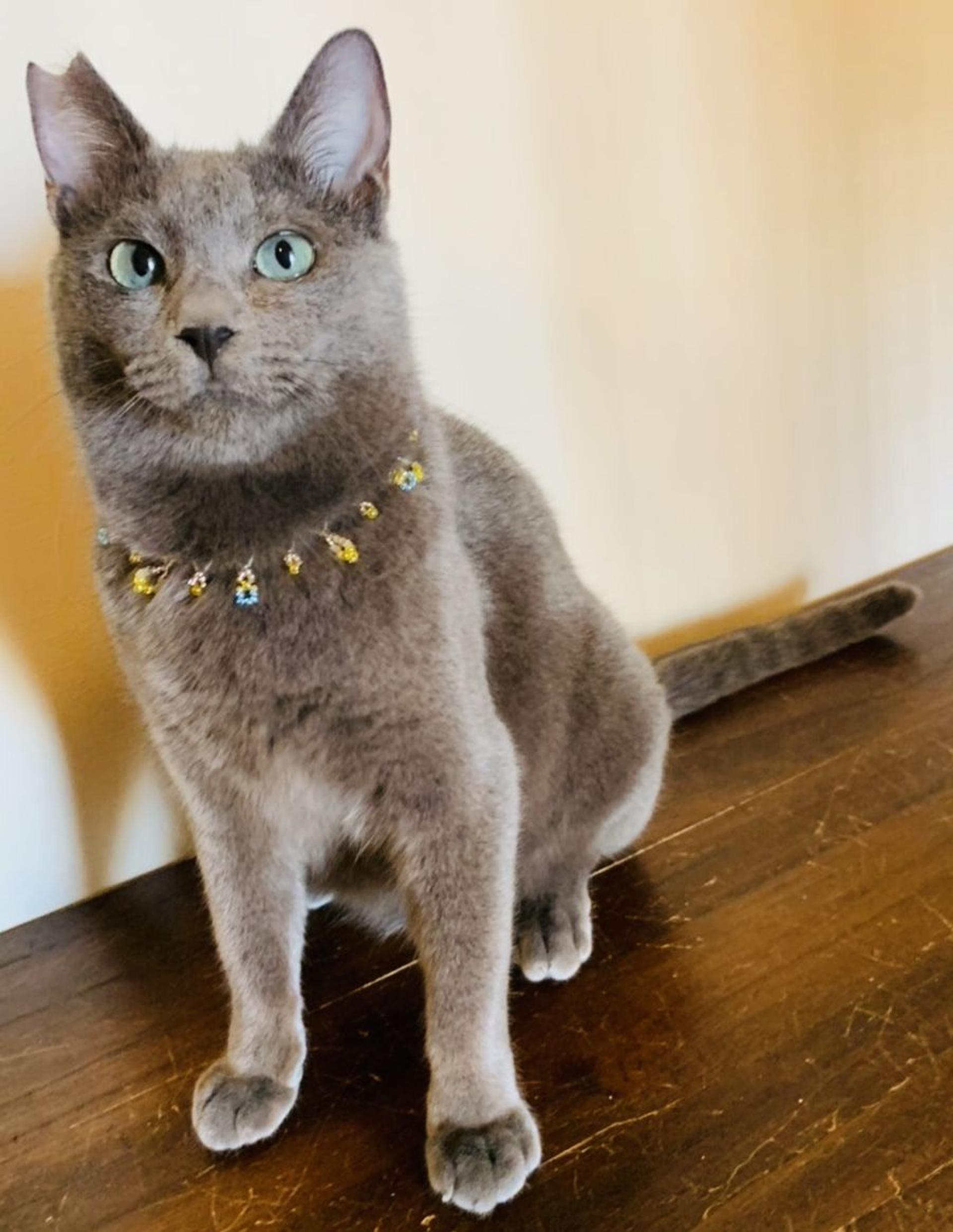 pet-image-2