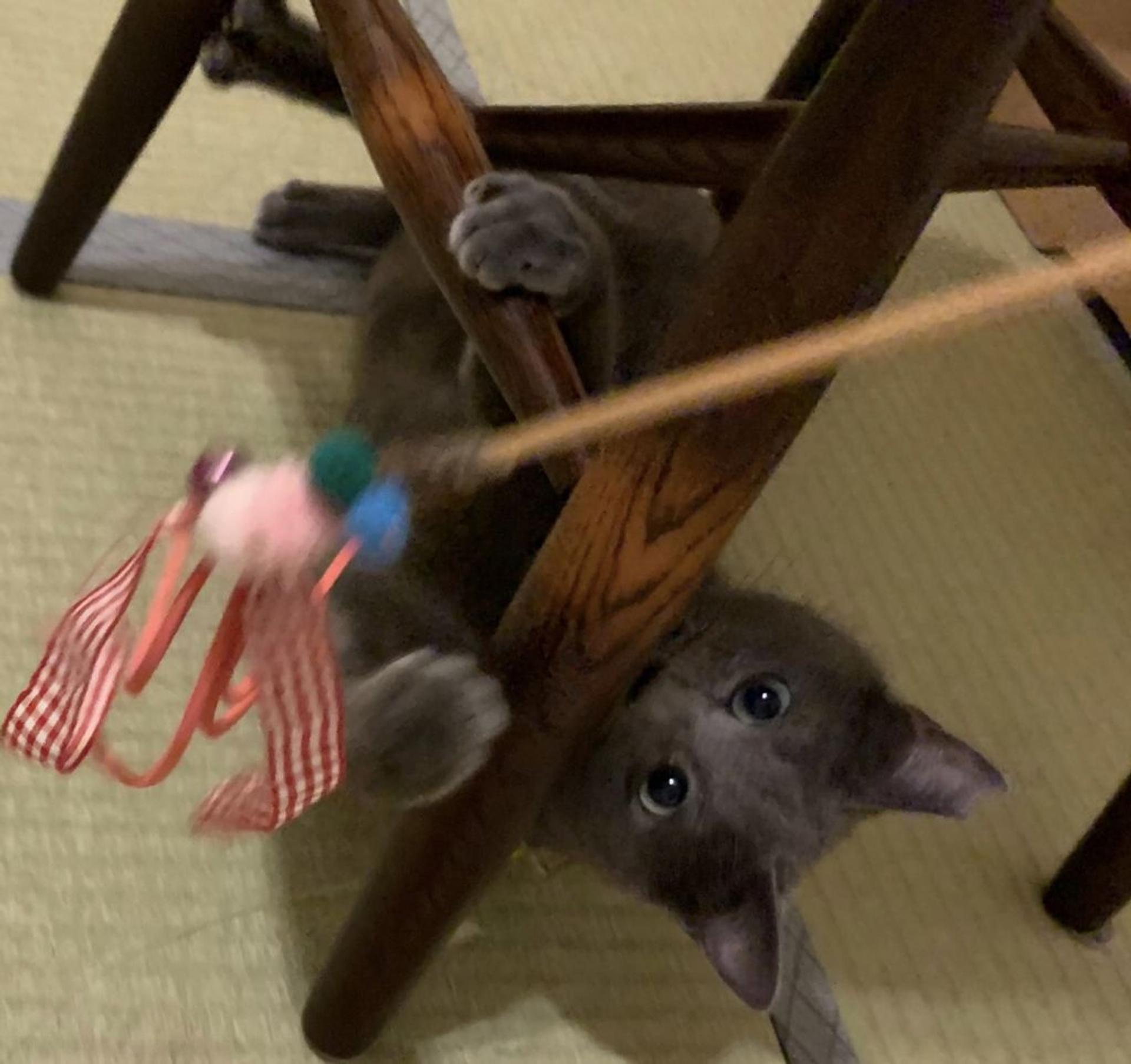 pet-image-5