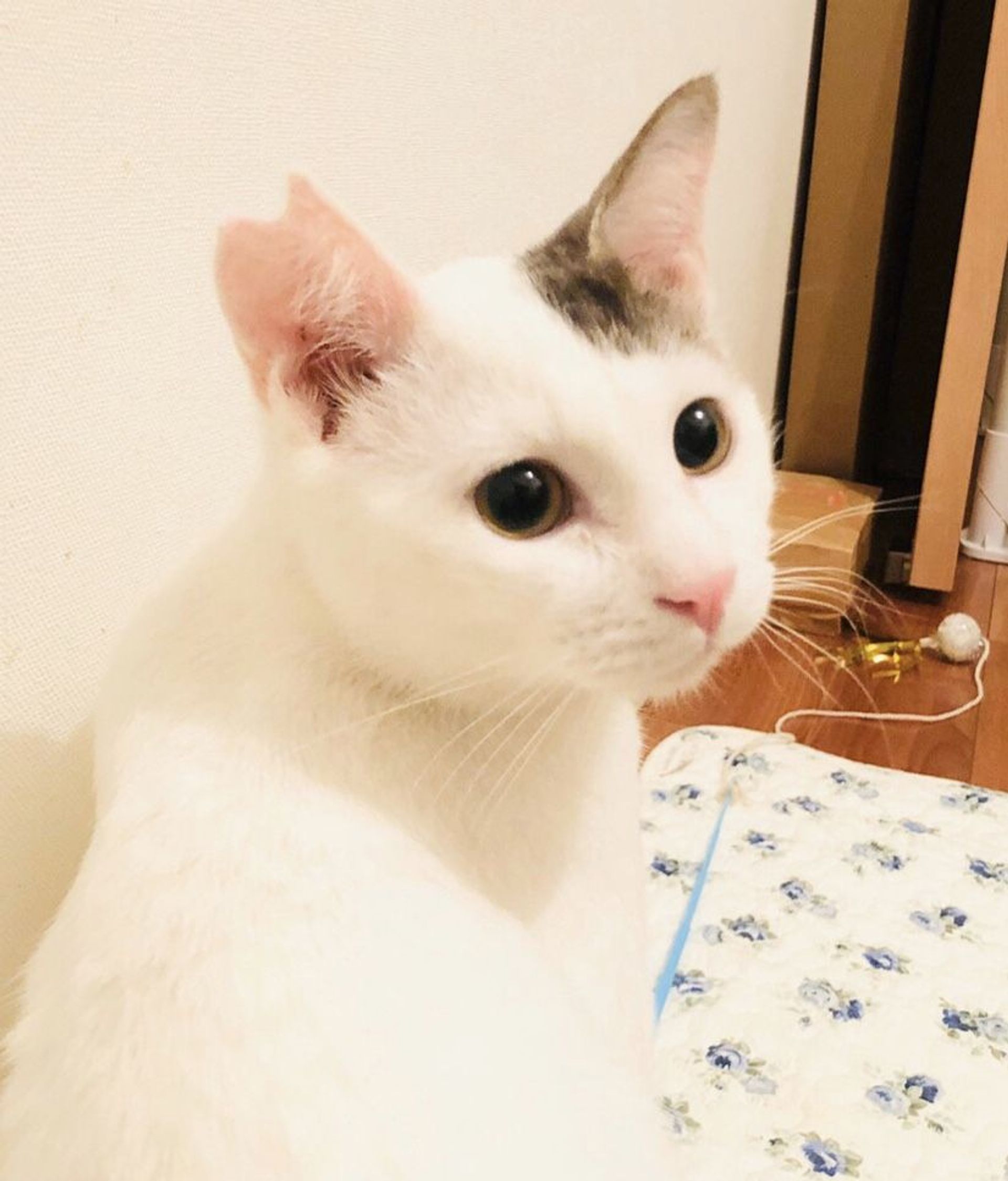 雑種（ミックス猫）・オスの里親募集の写真