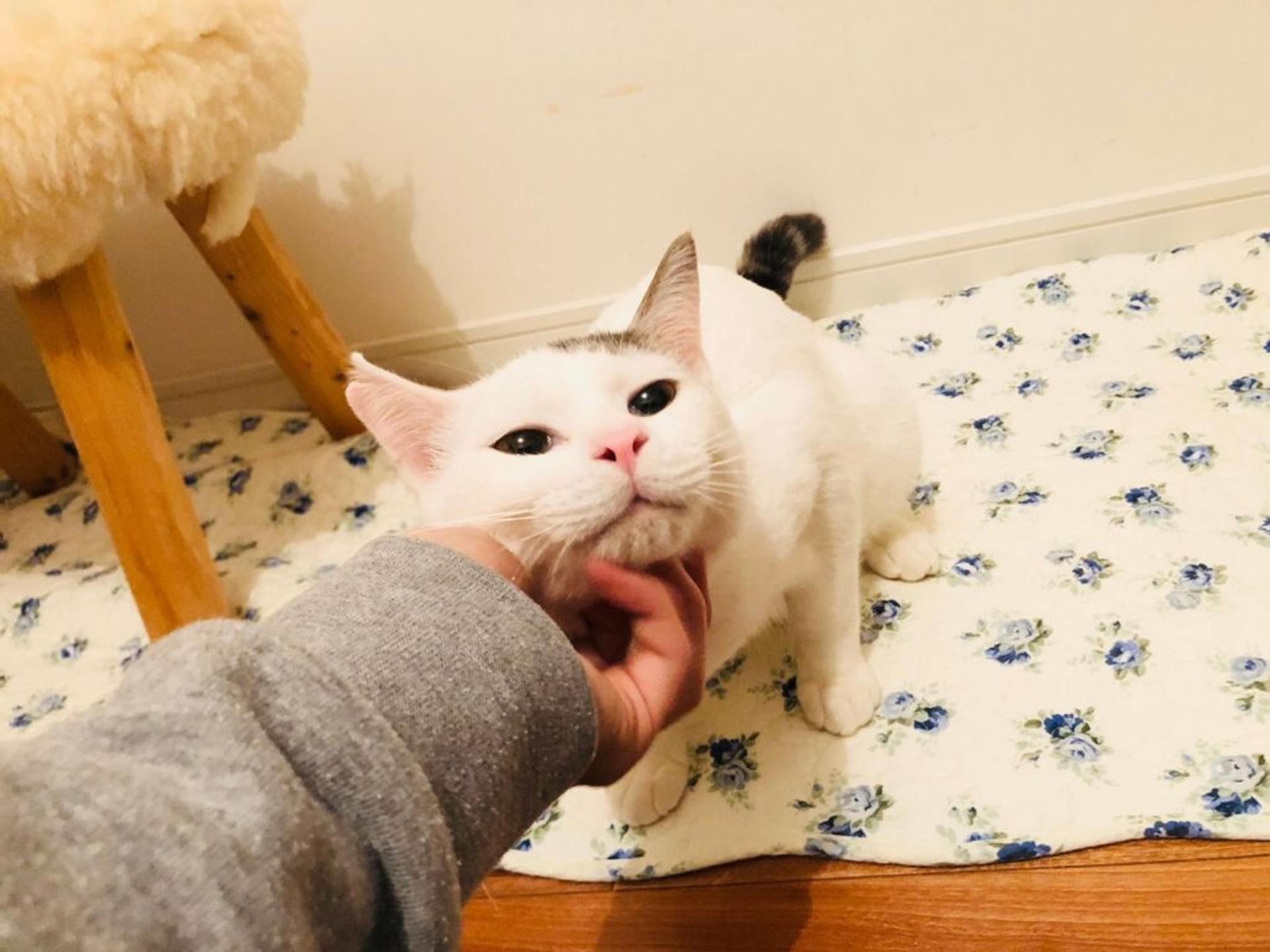 pet-image-2