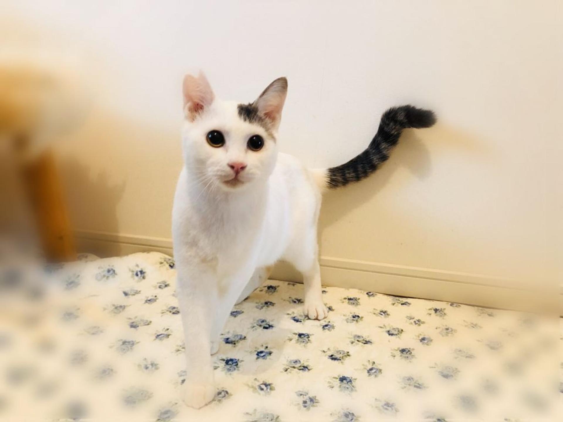 pet-image-4