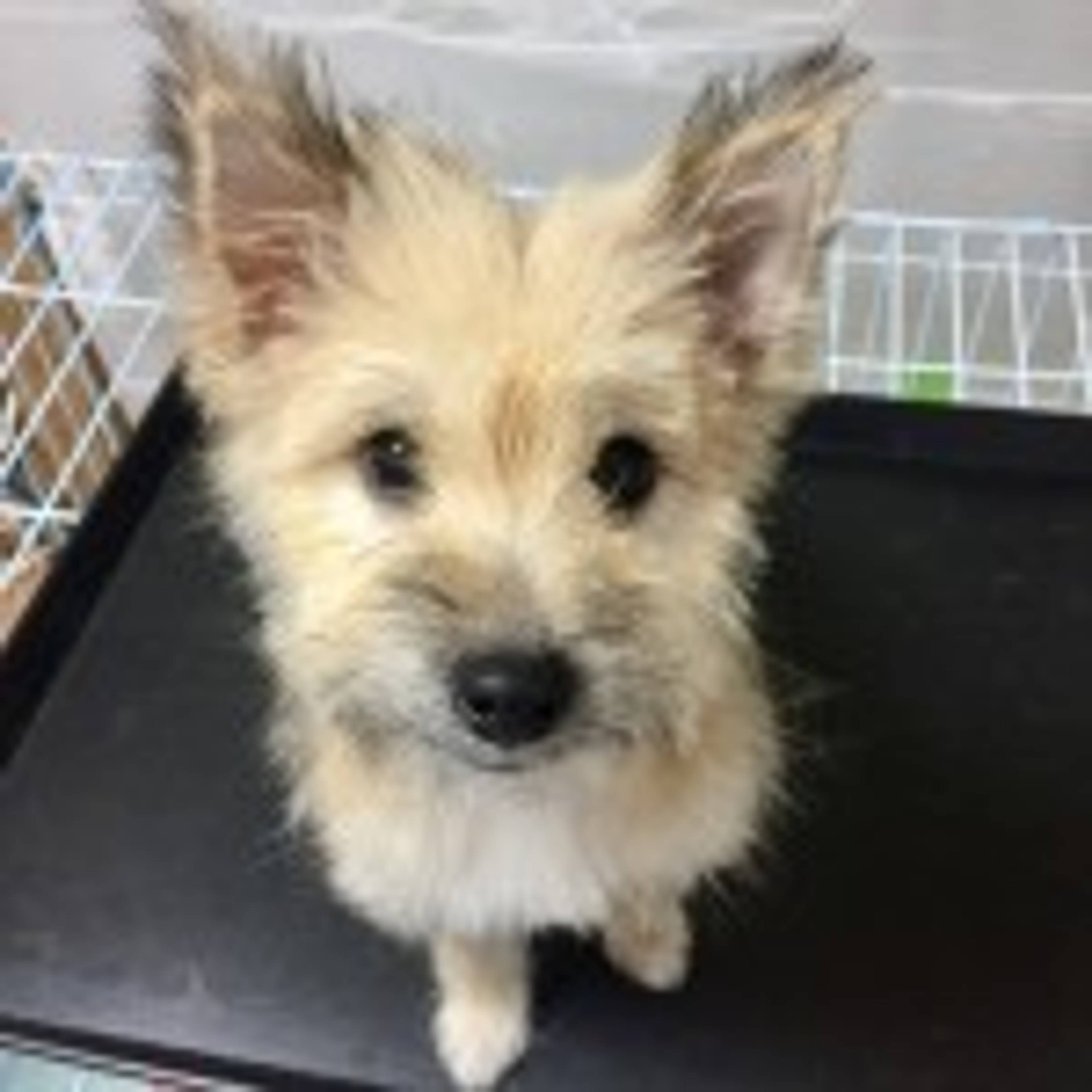 雑種（ミックス犬）・メスの里親募集の写真