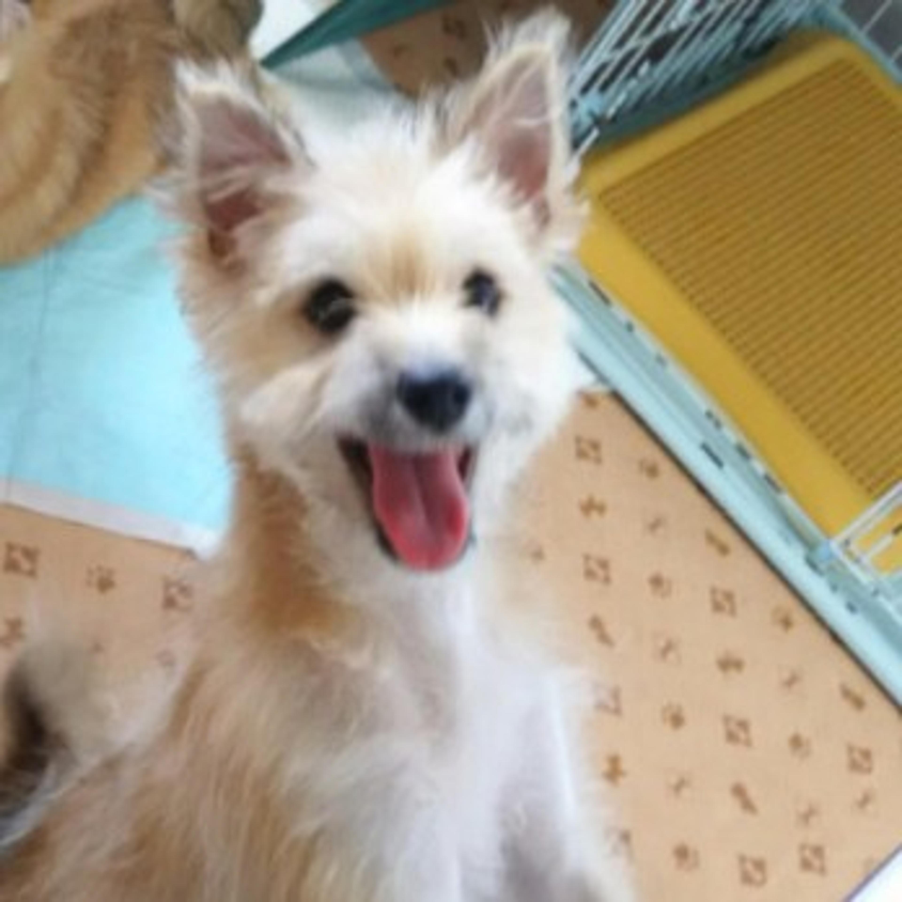 pet-image-3