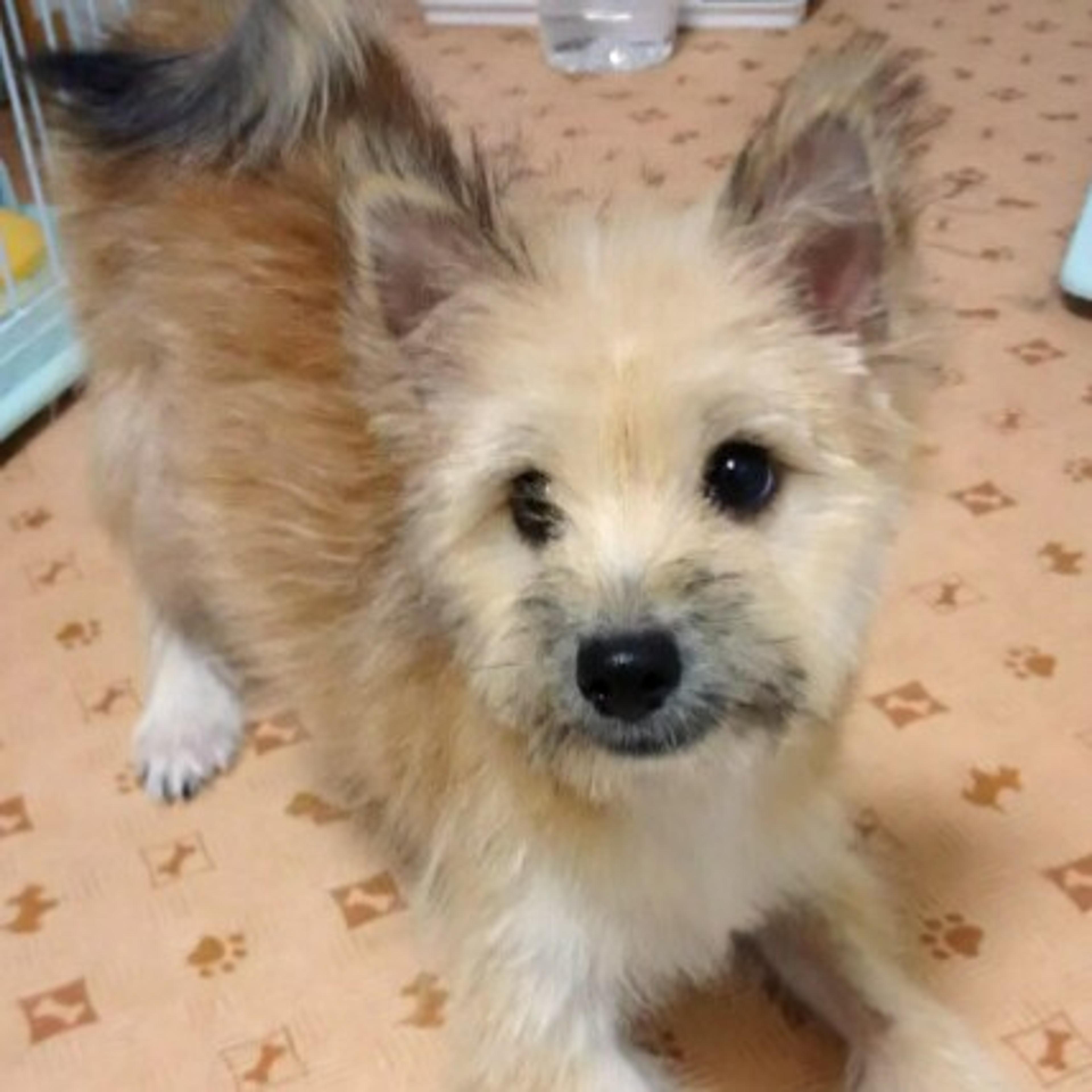 pet-image-2