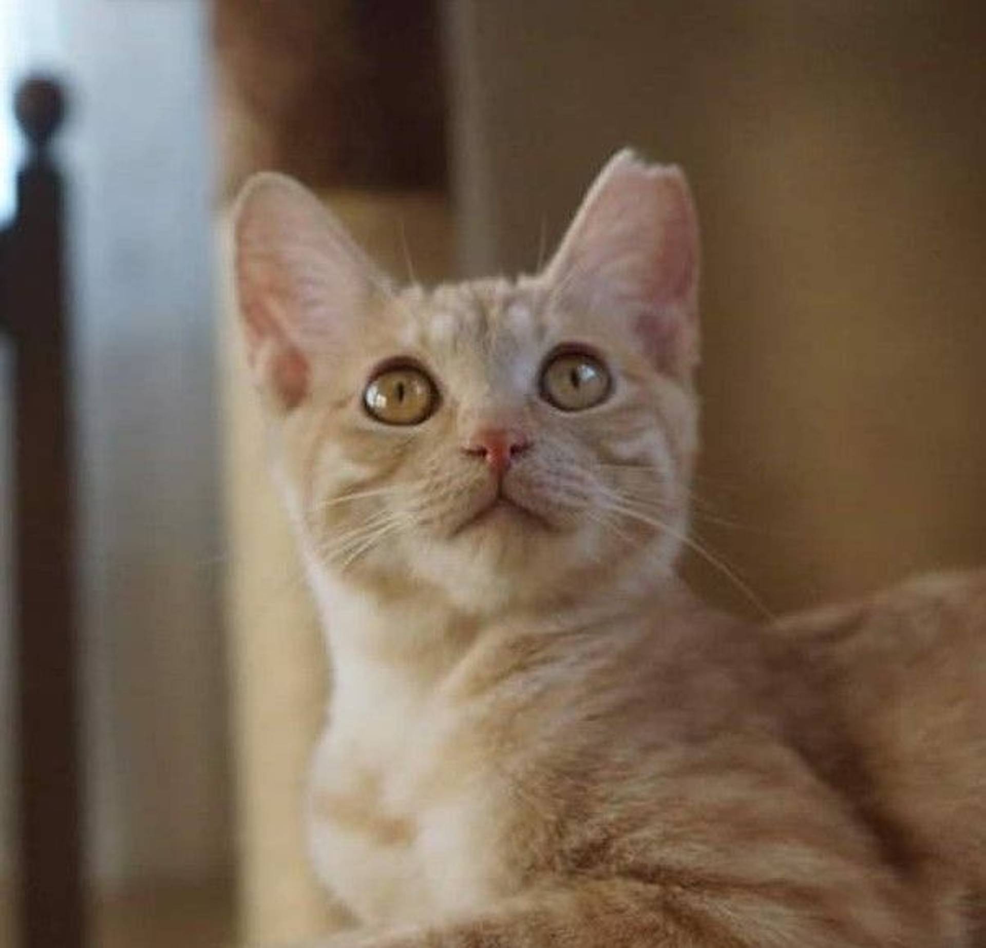 雑種（ミックス猫）・メスの里親募集の写真