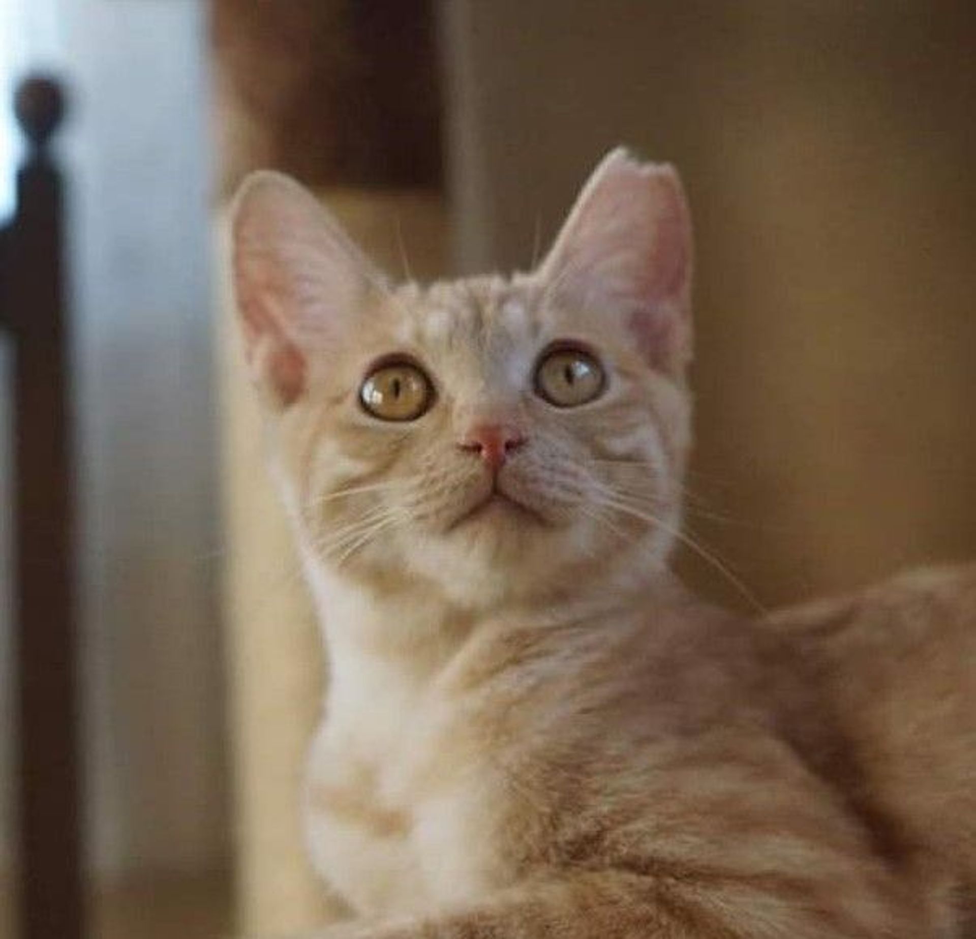 雑種（ミックス猫）・メスの里親募集の写真